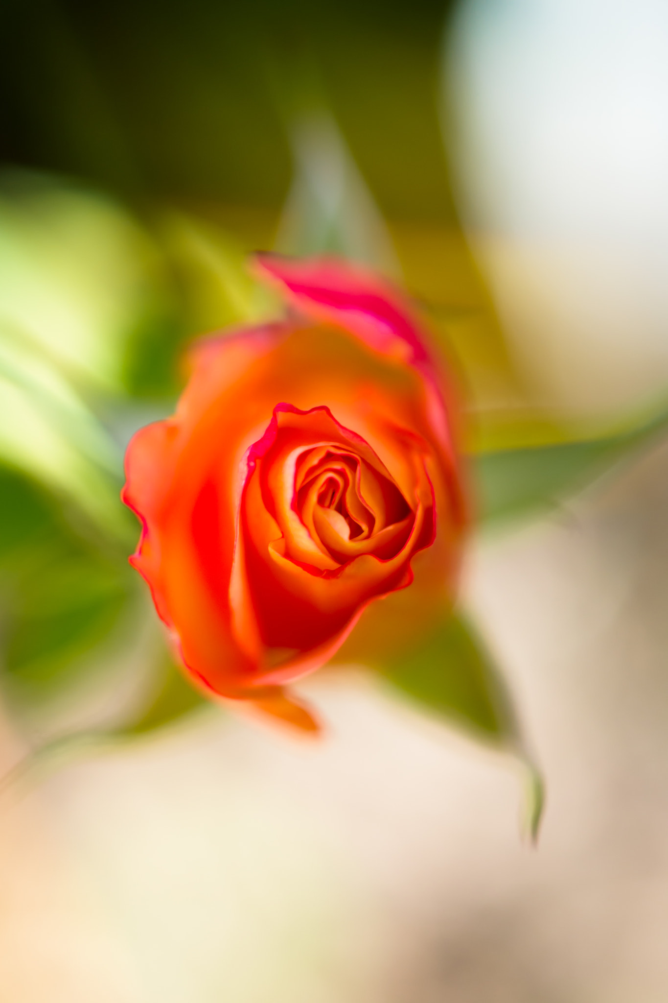 Nikon AF-S DX Micro Nikkor 40mm F2.8 sample photo. Orange photography