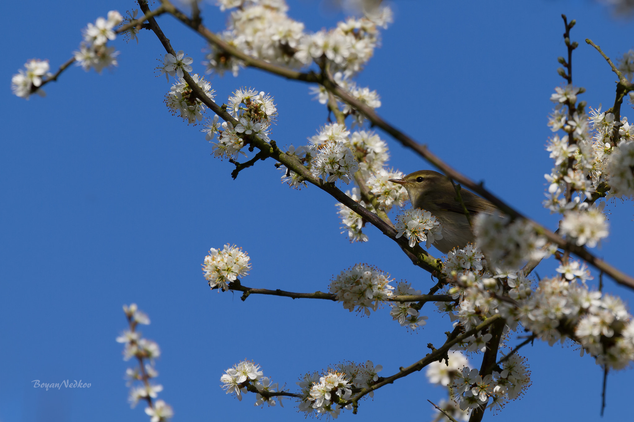 Canon EF 100-400mm F4.5-5.6L IS II USM sample photo. Springtime photography