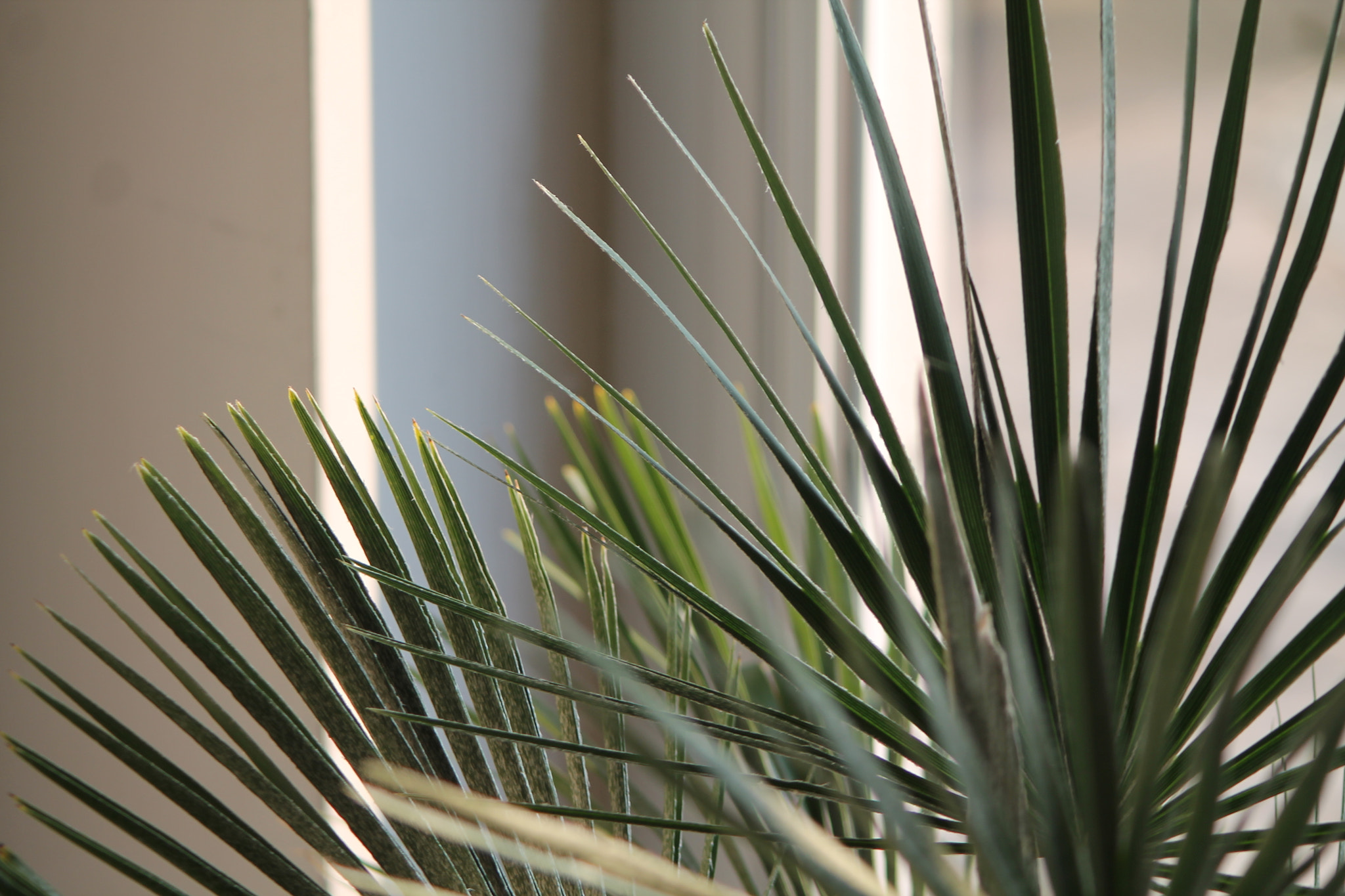 Canon EF 90-300mm F4.5-5.6 USM sample photo. Palm frond photography