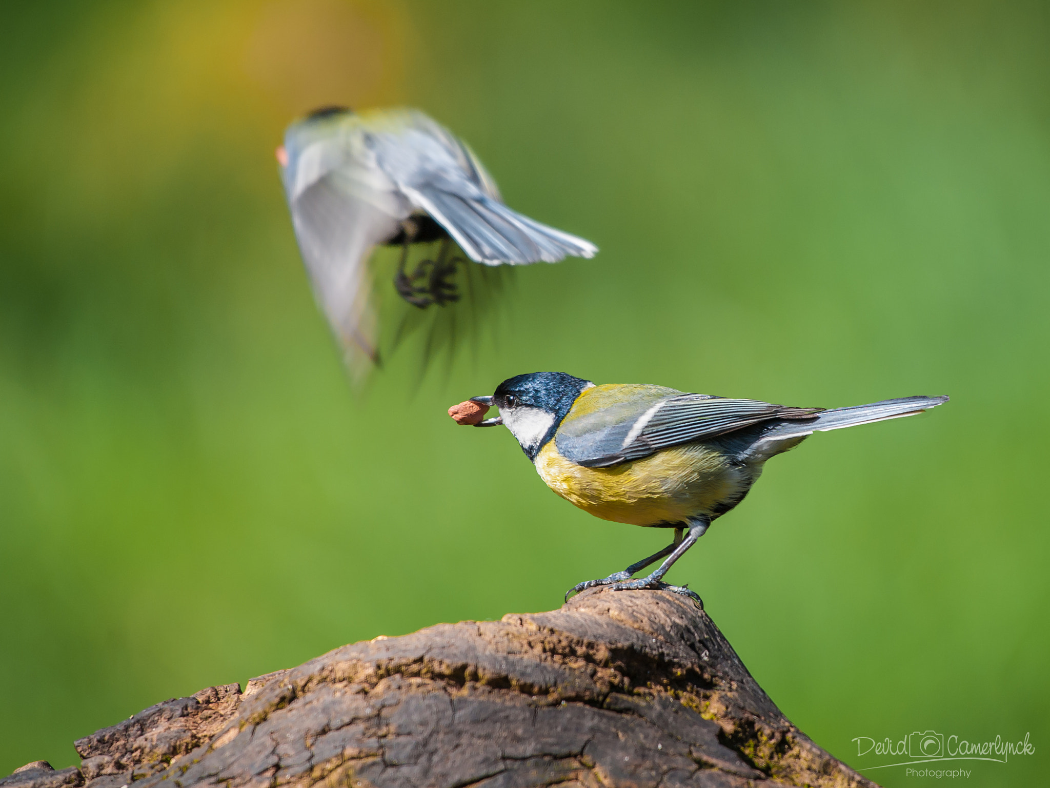 Nikon AF-S Nikkor 200-500mm F5.6E ED VR sample photo. Blue tits photography