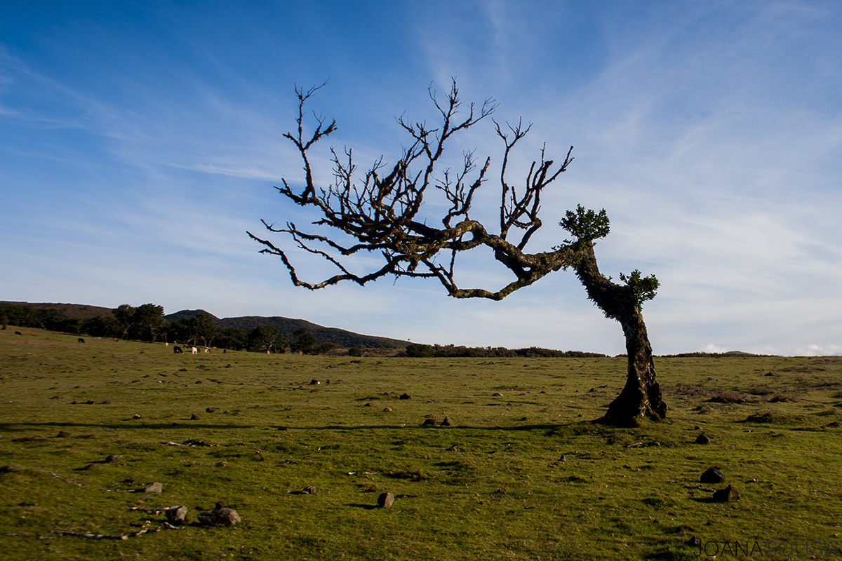 Canon EF-S 18-55mm F3.5-5.6 sample photo. Fanal photography