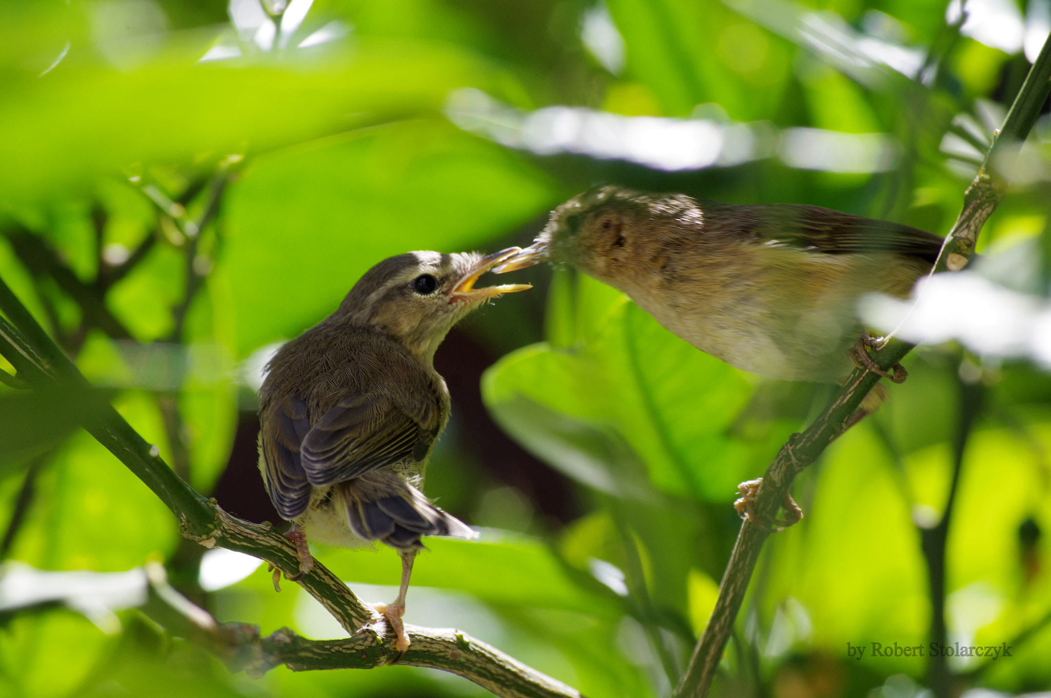 smc PENTAX-DA L 50-200mm F4-5.6 ED sample photo. The feeding time... photography