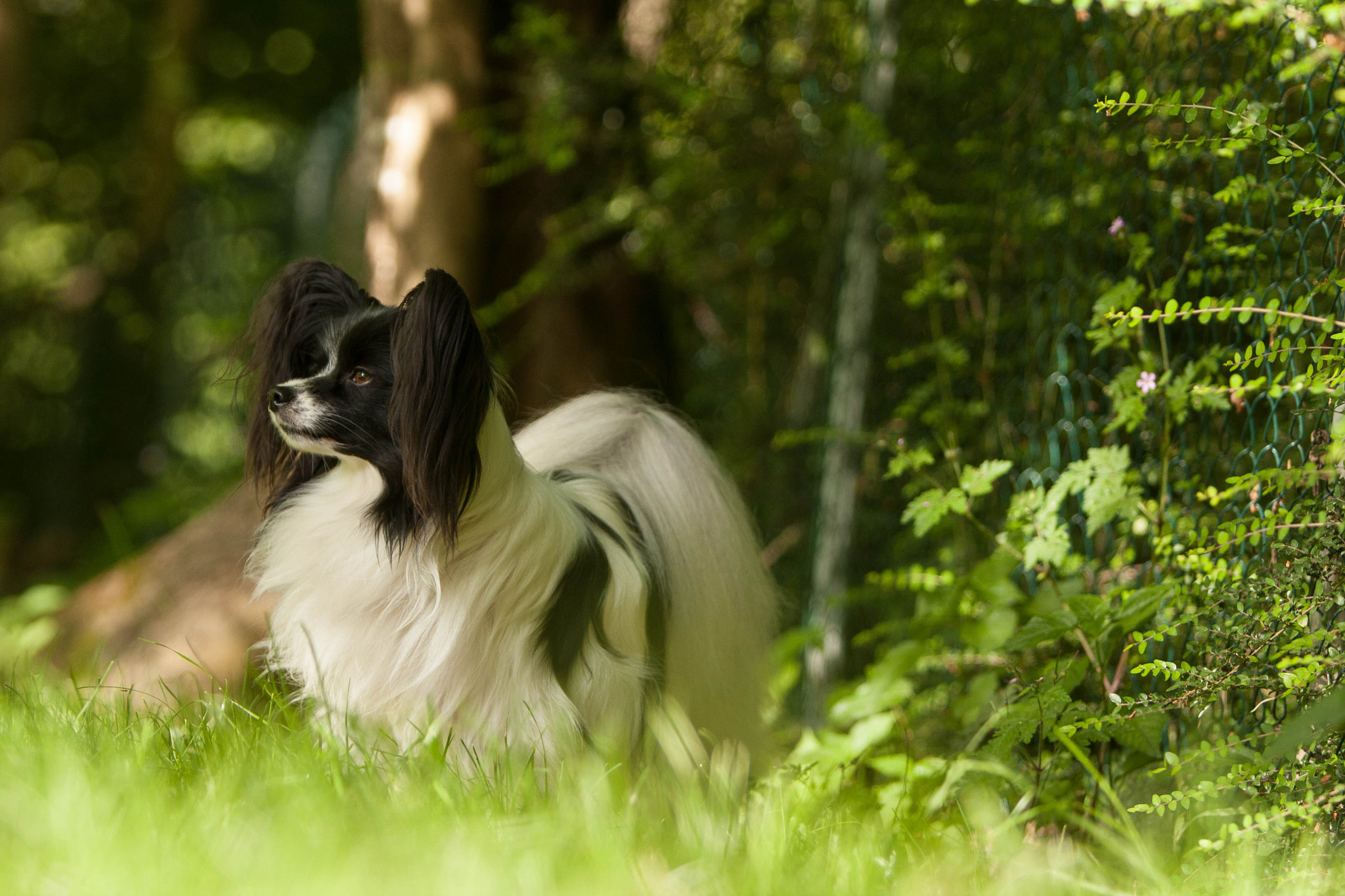 Canon EF 70-200mm F2.8L IS USM sample photo. . photography