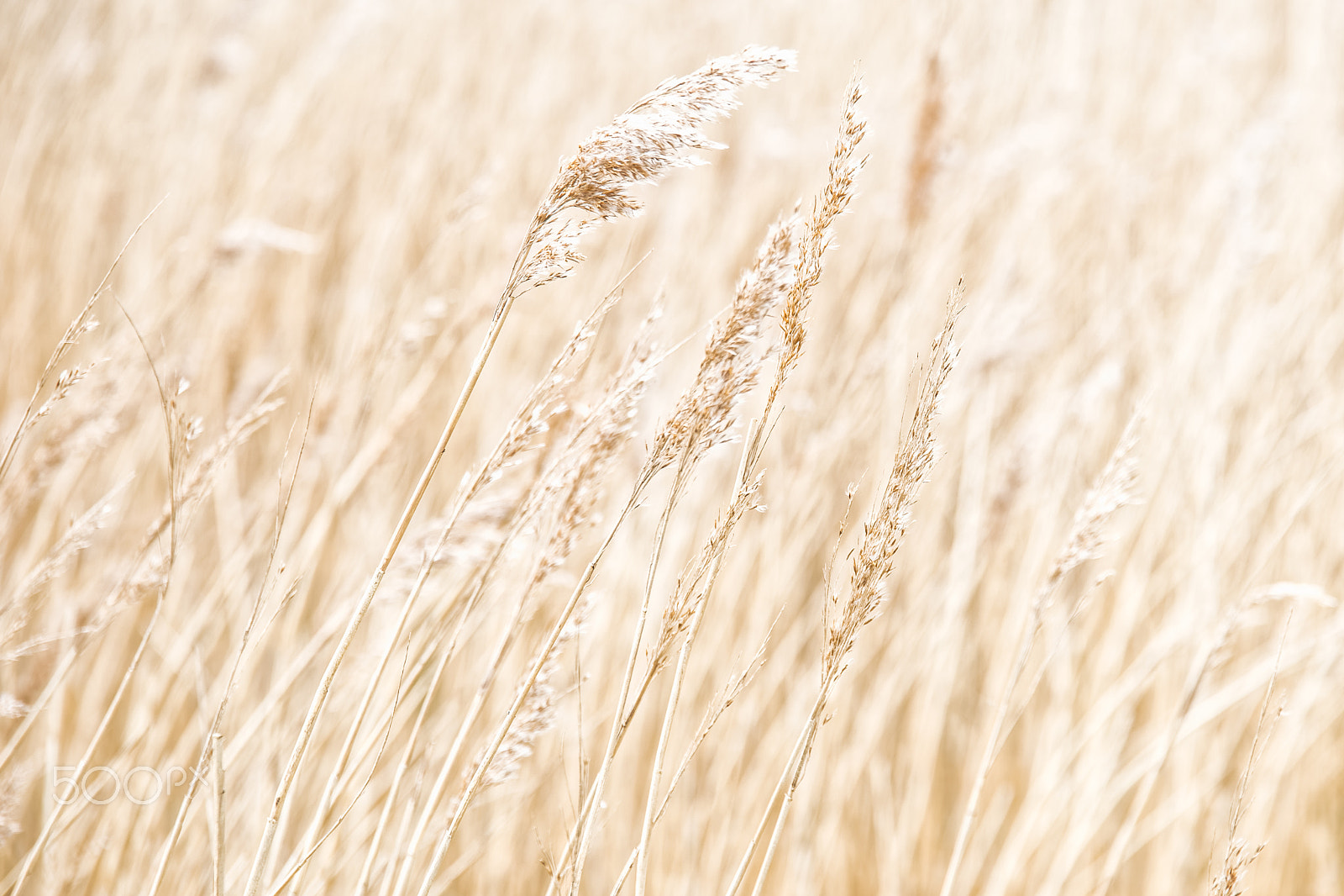 Tamron 80-300mm F3.5-6.3 sample photo. High key reeds photography