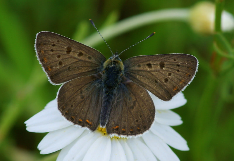 Sony Alpha DSLR-A350 + Sony 100mm F2.8 Macro sample photo. İsli bakır kelebeği photography