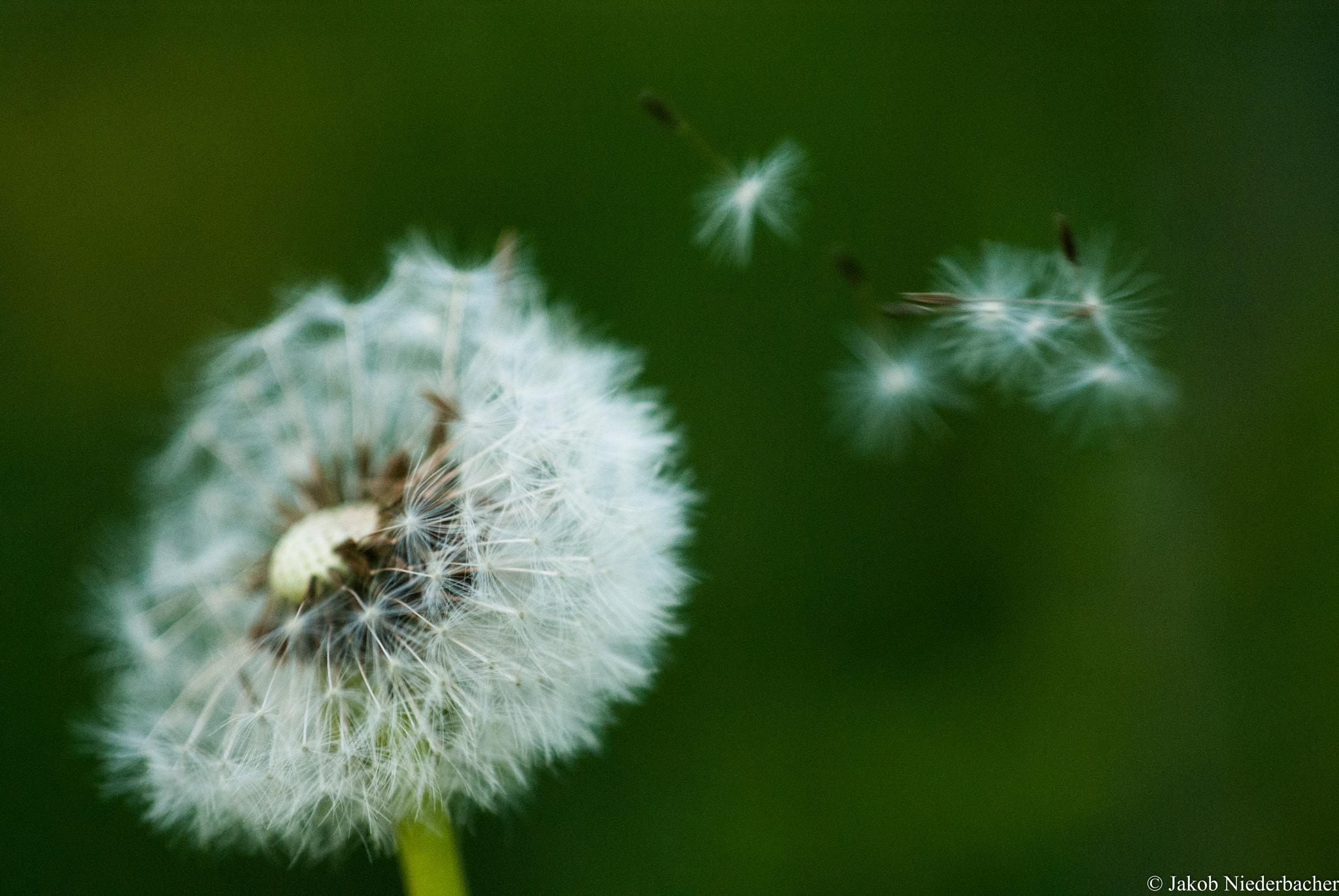 Sony Alpha DSLR-A300 sample photo. Fly with the wind... photography