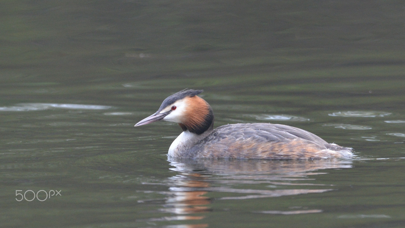 Nikon D800 + Nikon AF-S Nikkor 400mm F2.8G ED VR II sample photo. Great crested grebe (podiceps cristatus) photography