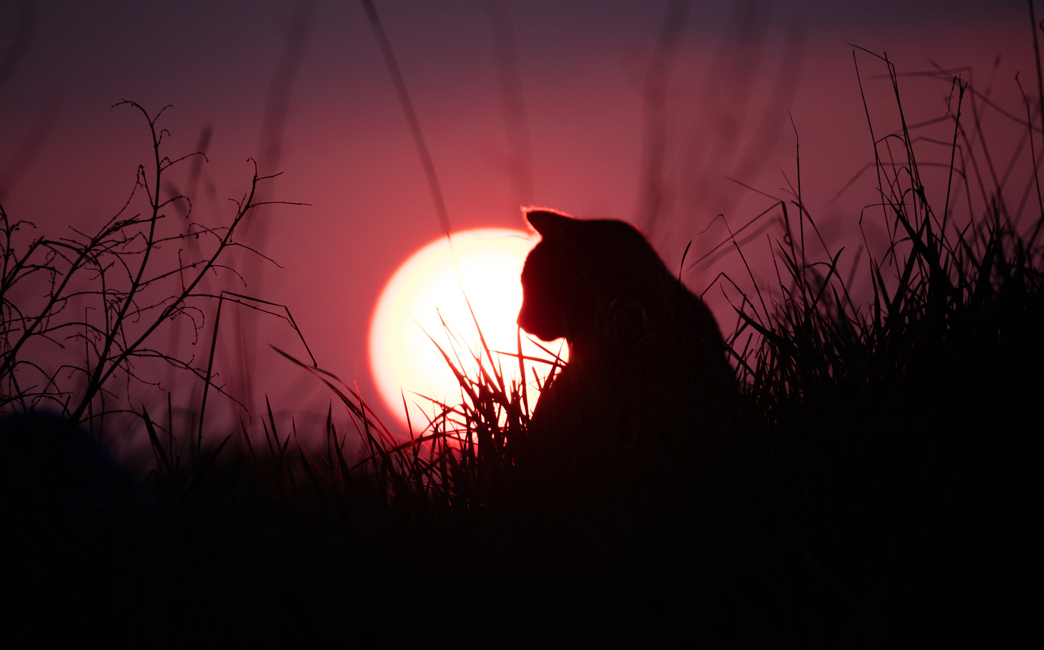 Tamron SP 150-600mm F5-6.3 Di VC USD sample photo. Cat enjoying the sunset photography