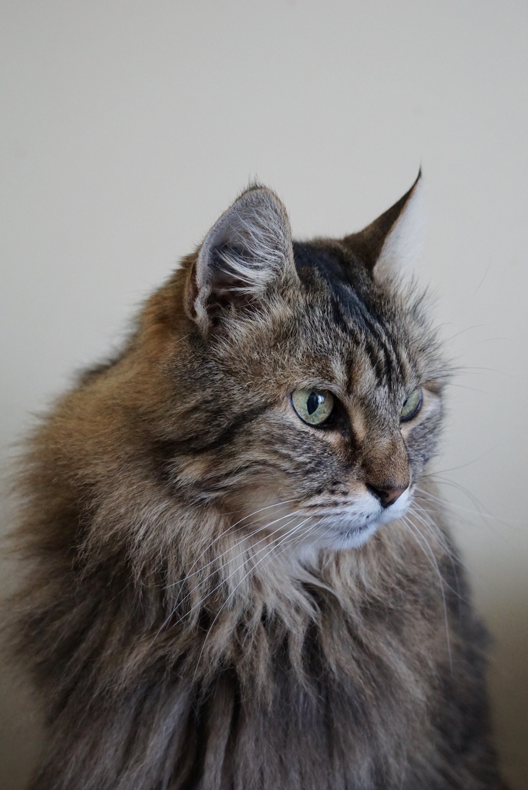Sony FE 28-70mm F3.5-5.6 OSS sample photo. Mouse watcher photography