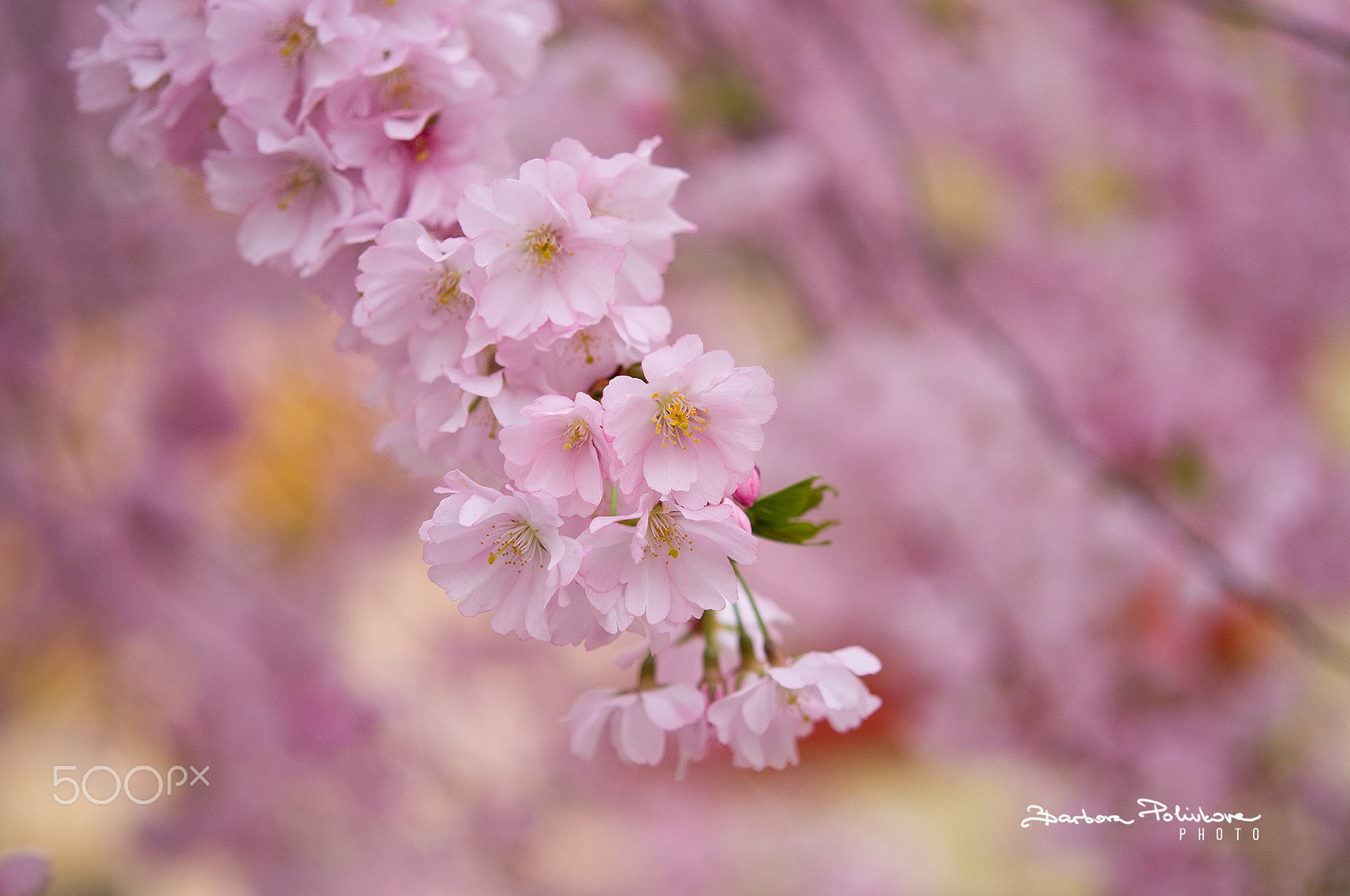 Nikon AF-S Micro-Nikkor 60mm F2.8G ED sample photo. The most beautiful season photography