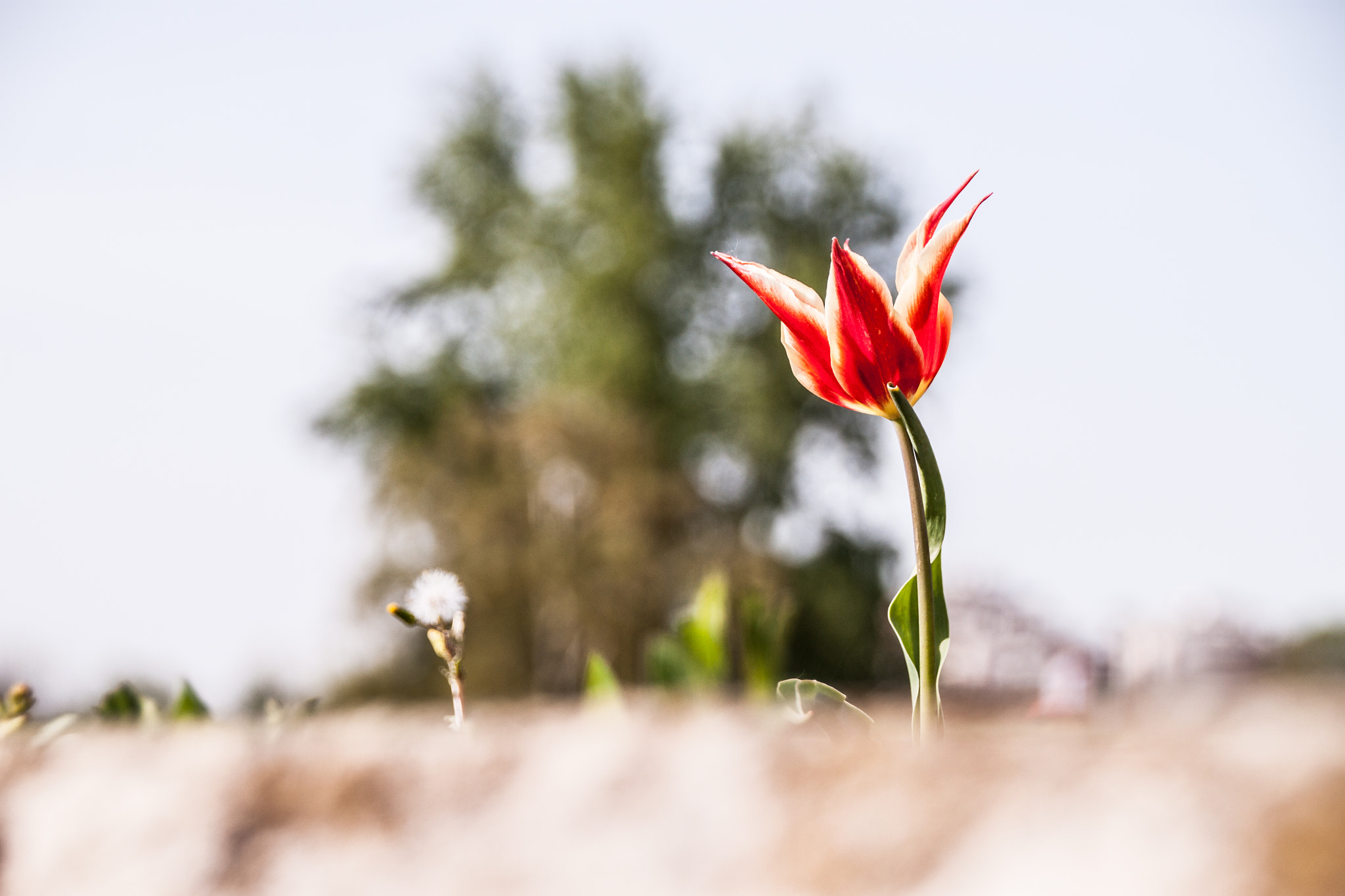 Sigma 18-250mm F3.5-6.3 DC OS HSM sample photo. Lonely flower photography