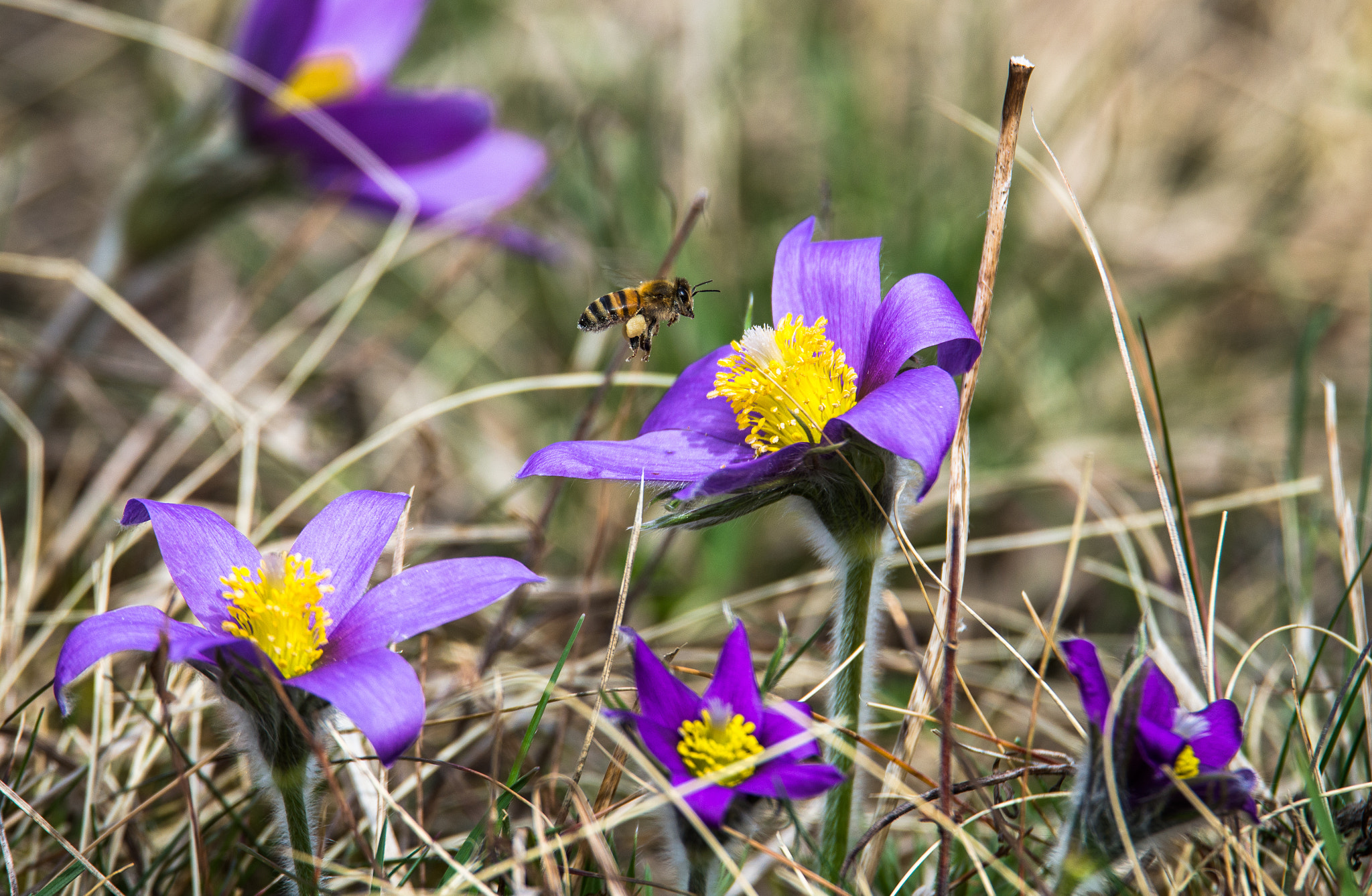 bees and flowers (von )