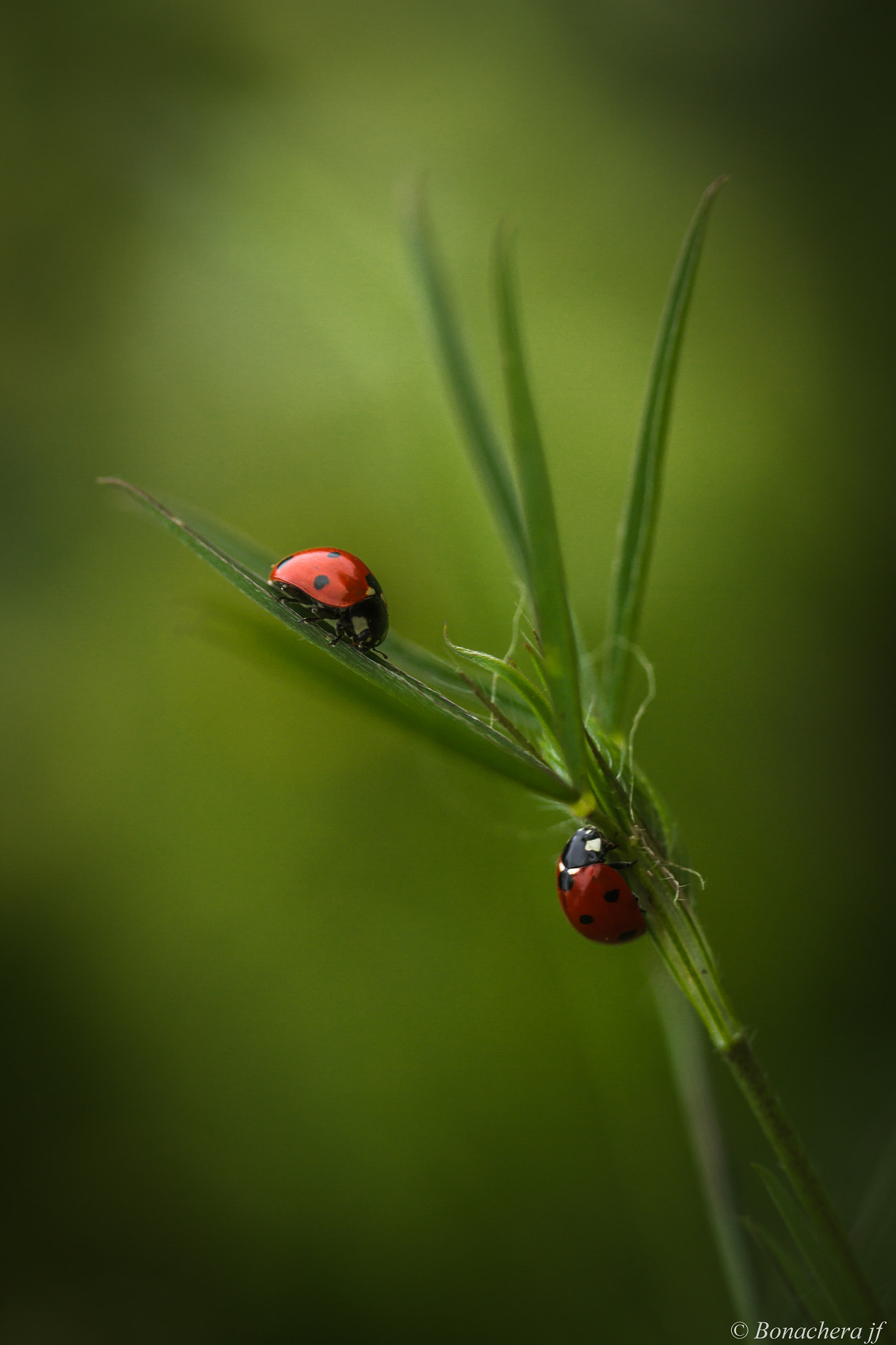 Sigma 150mm f/2.8 EX DG OS HSM APO Macro sample photo. Ladybugs! photography