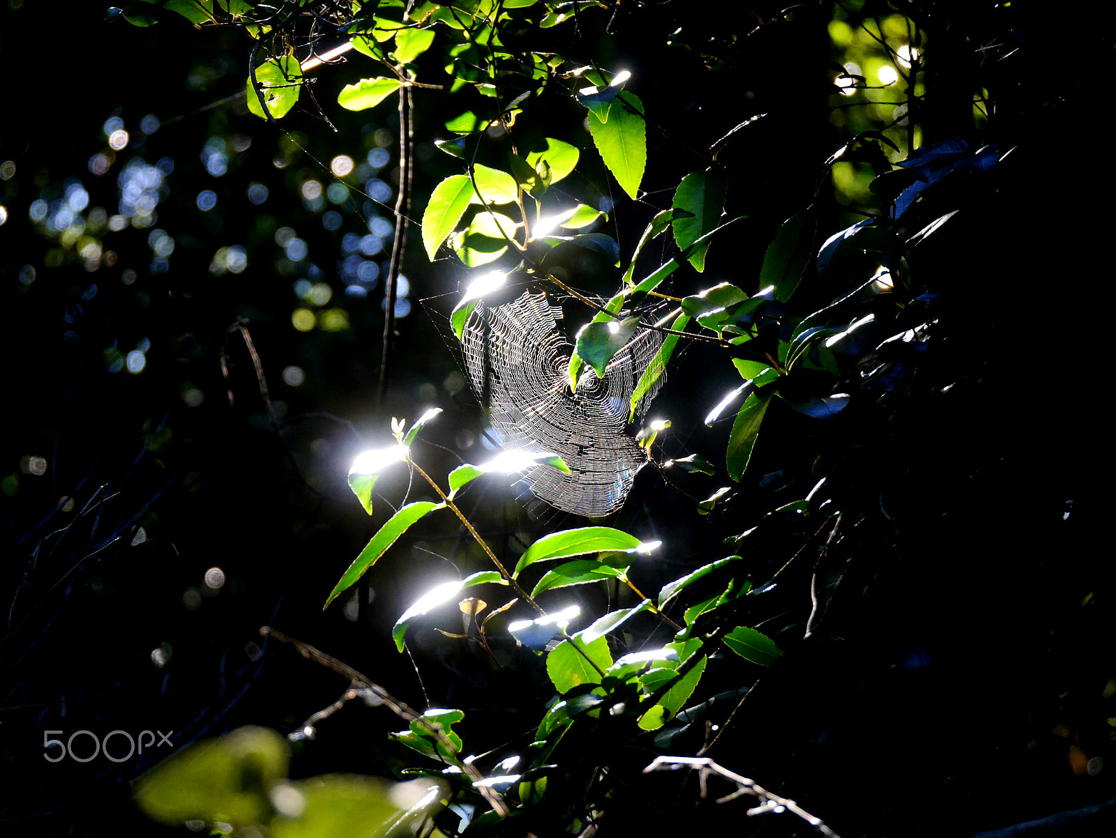 Panasonic Lumix DMC-GF6 sample photo. Spider web in the rain forest photography