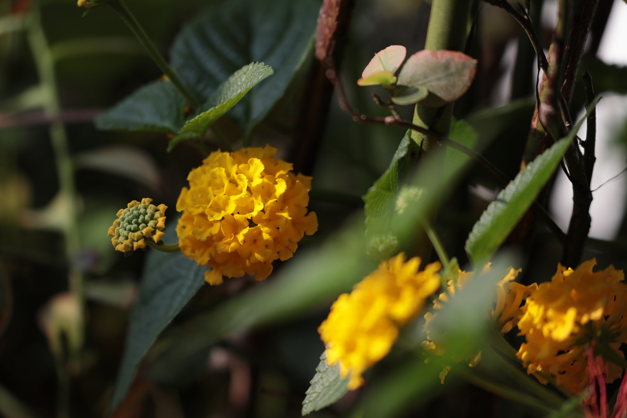 Canon EF 100-400mm F4.5-5.6L IS II USM sample photo. Wild flower. photography