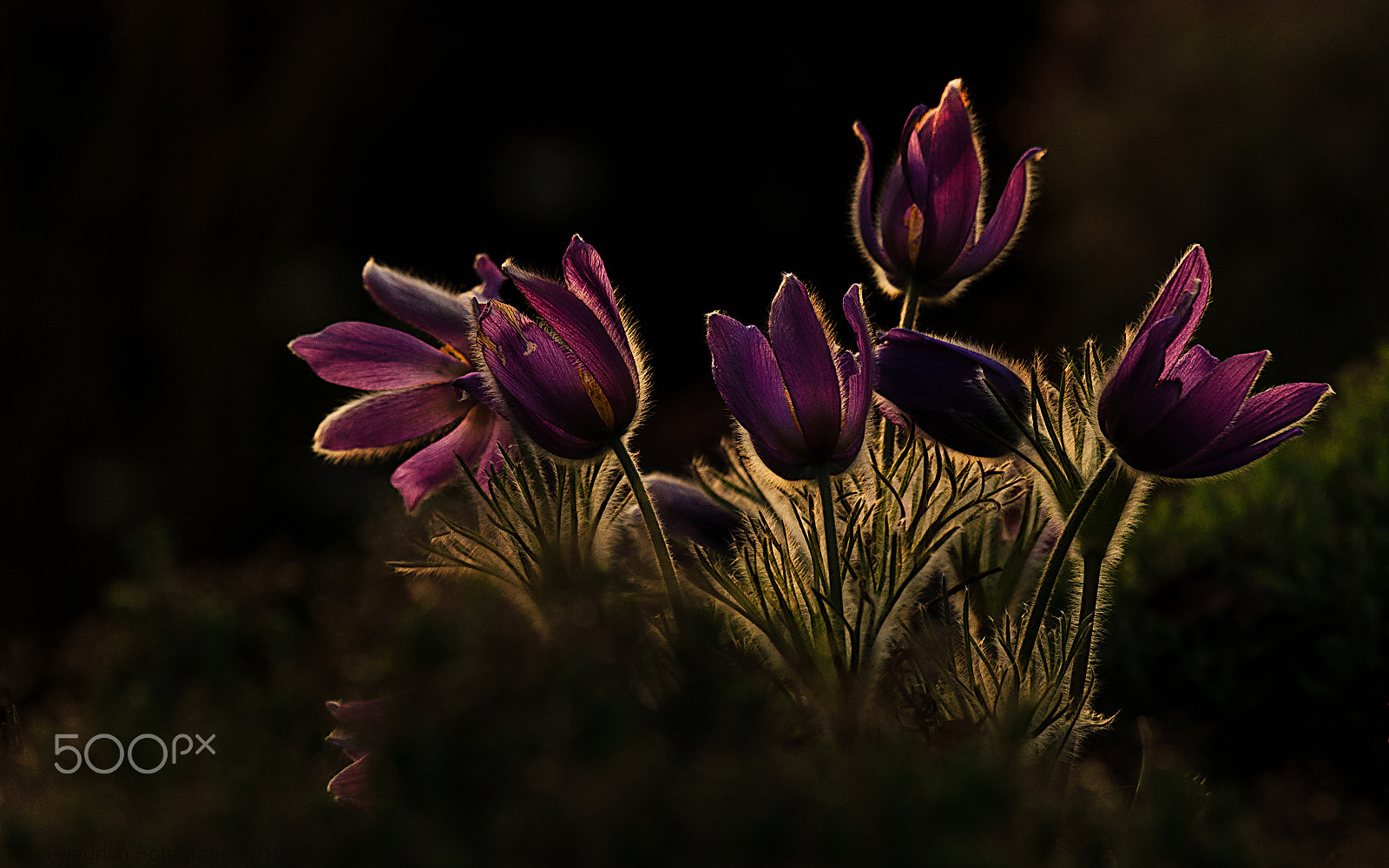 Sigma 50-500mm f/4-6.3 APO HSM EX sample photo. The shining photography
