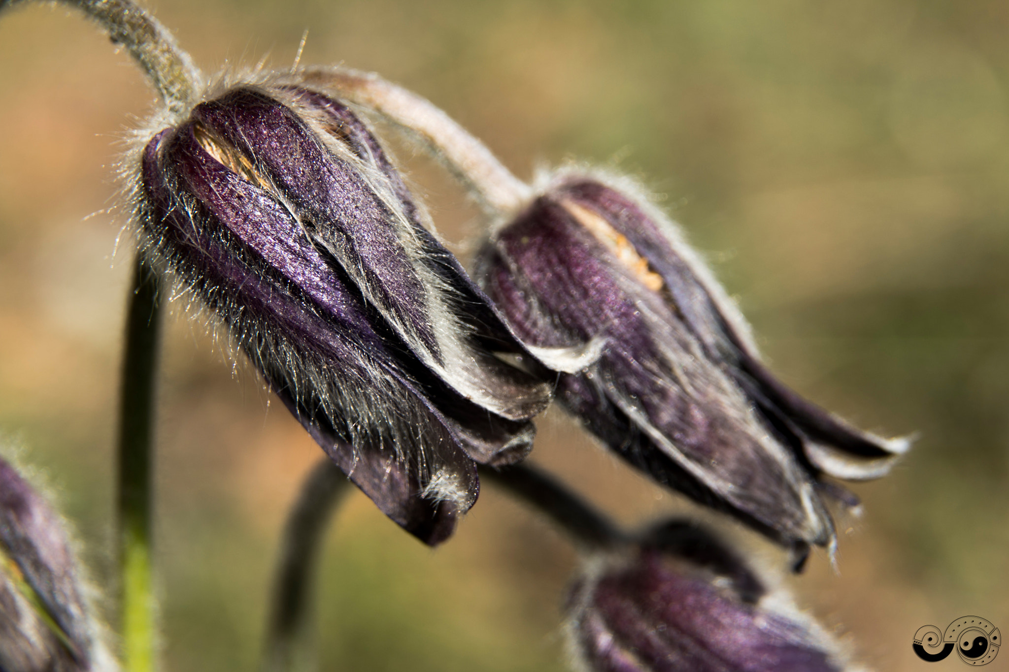 Sigma 24-60mm f/2.8 EX DG sample photo. Spring flower (pulsatilla) photography