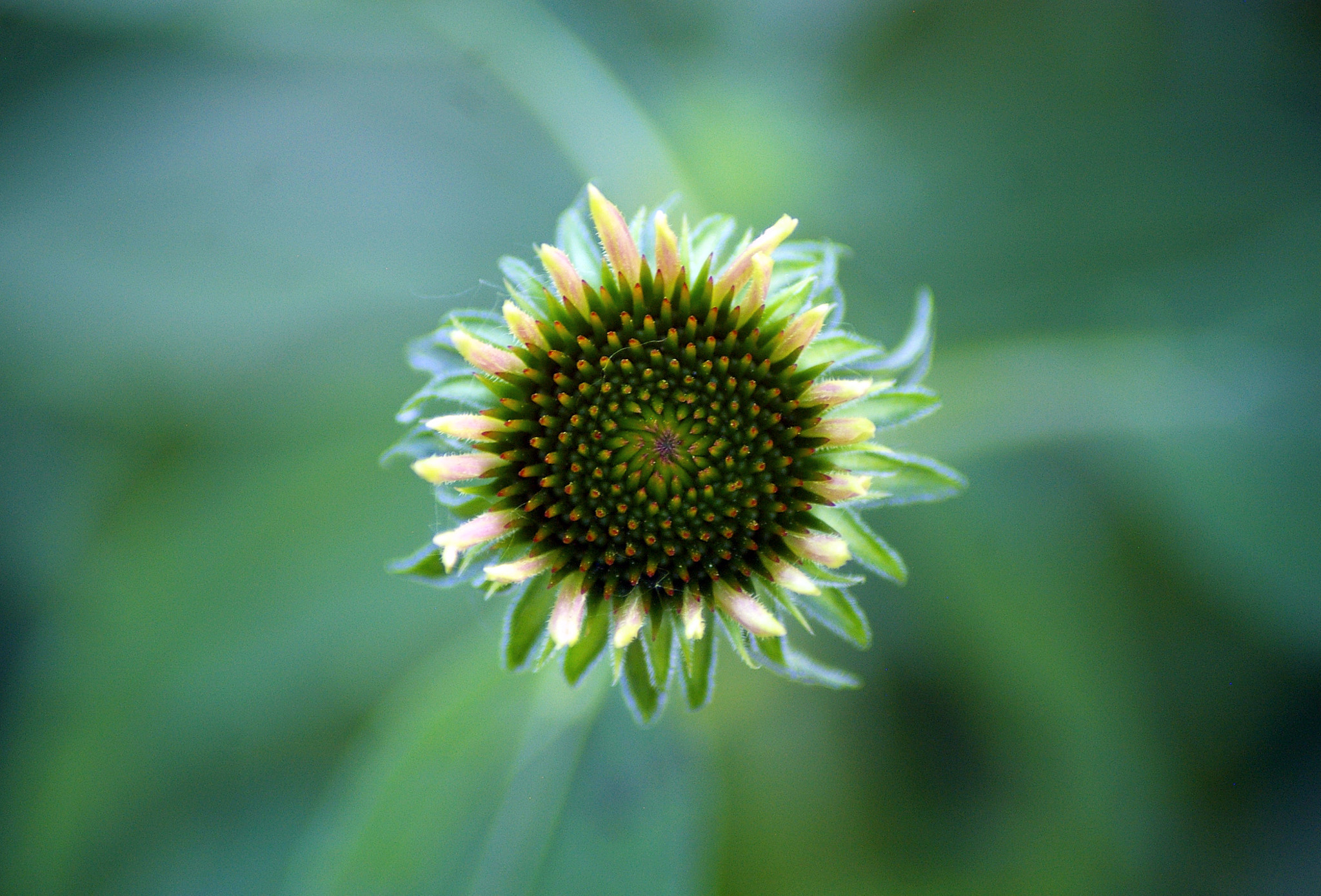 Tamron AF 70-300mm F4-5.6 Di LD Macro sample photo. Fresh sunflower photography