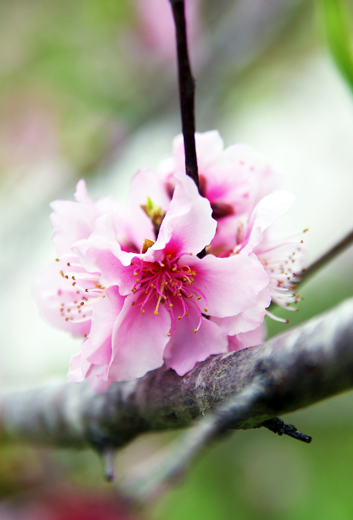 Pentax K-5 II sample photo. Cherry blossom photography