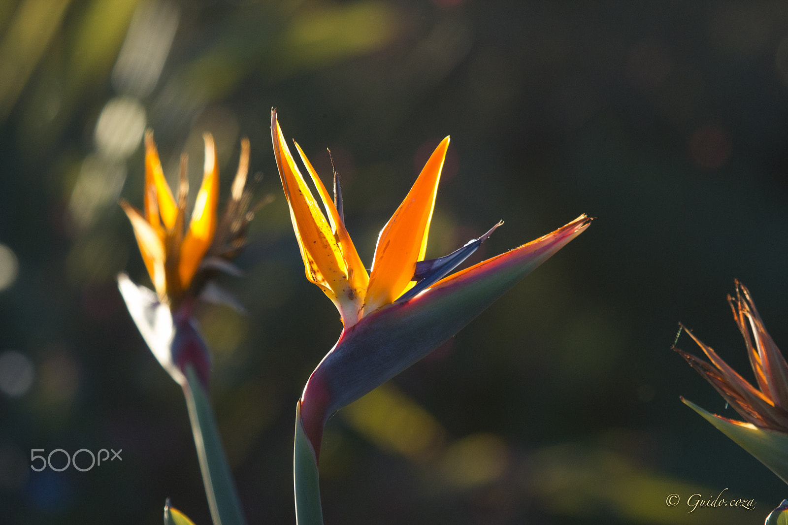 Canon EF 100-400mm F4.5-5.6L IS USM sample photo. Strelizia 4 web photography