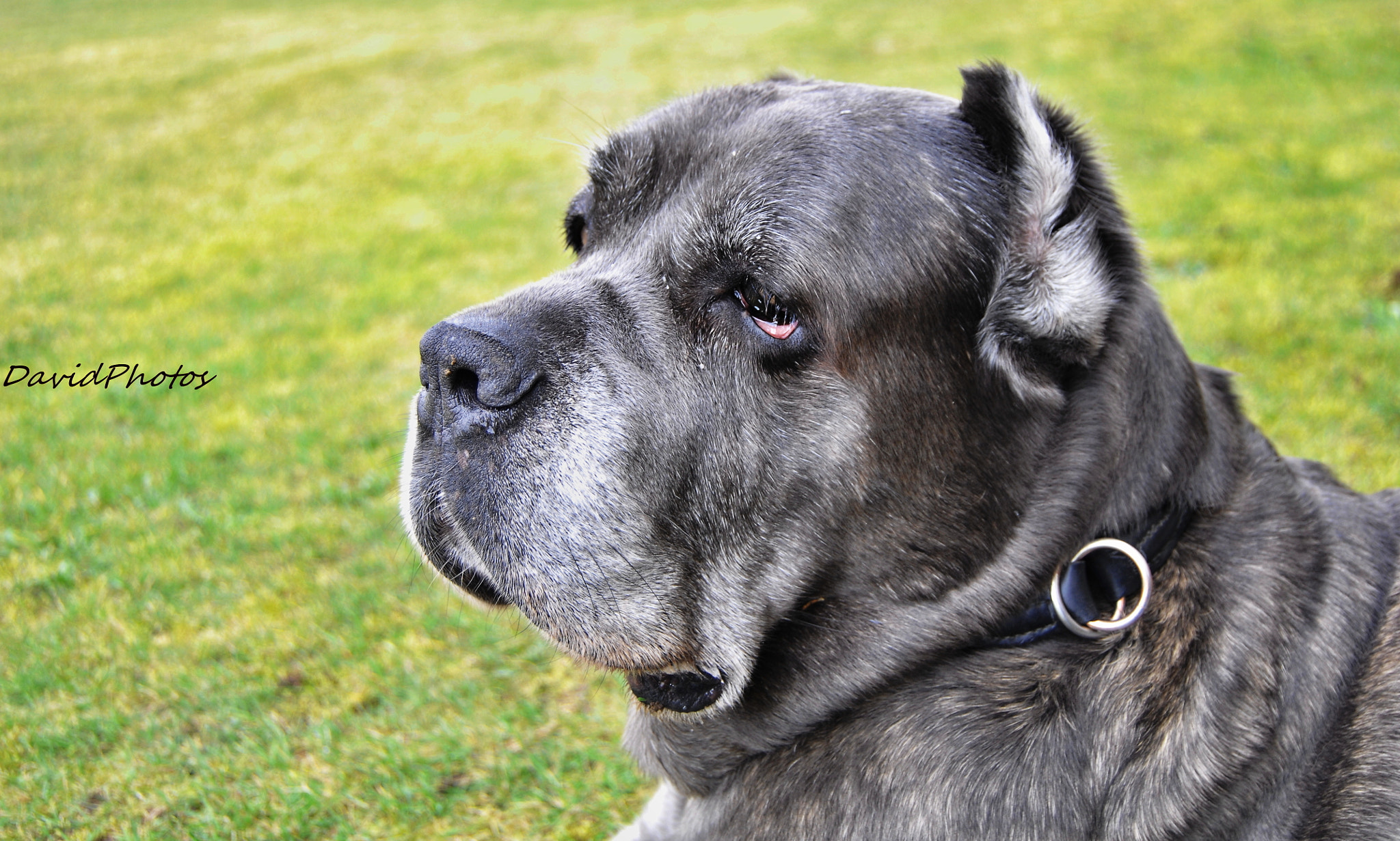Nikon D2Xs sample photo. Cane corso photography