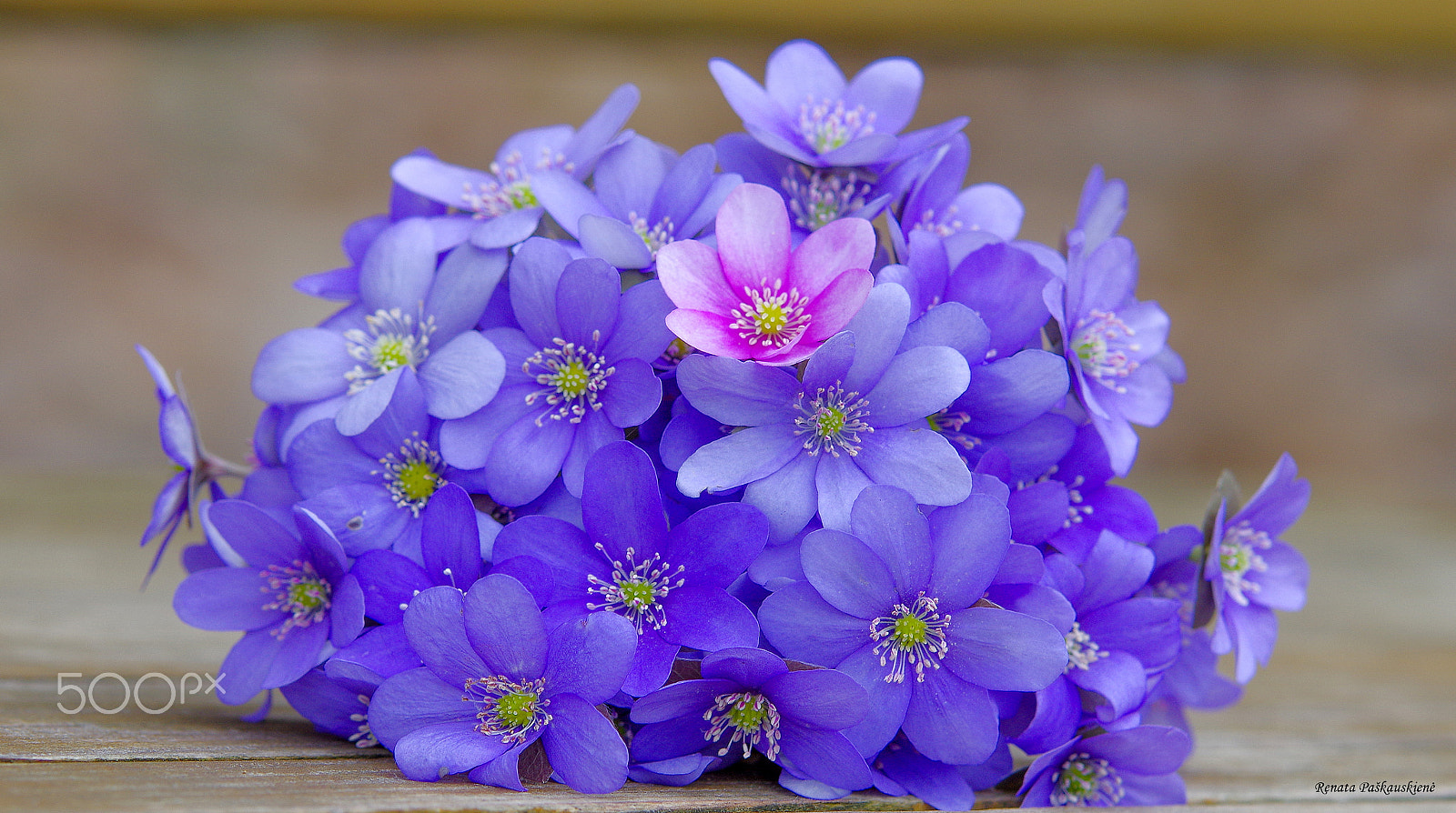 Pentax K-3 sample photo. Violets photography