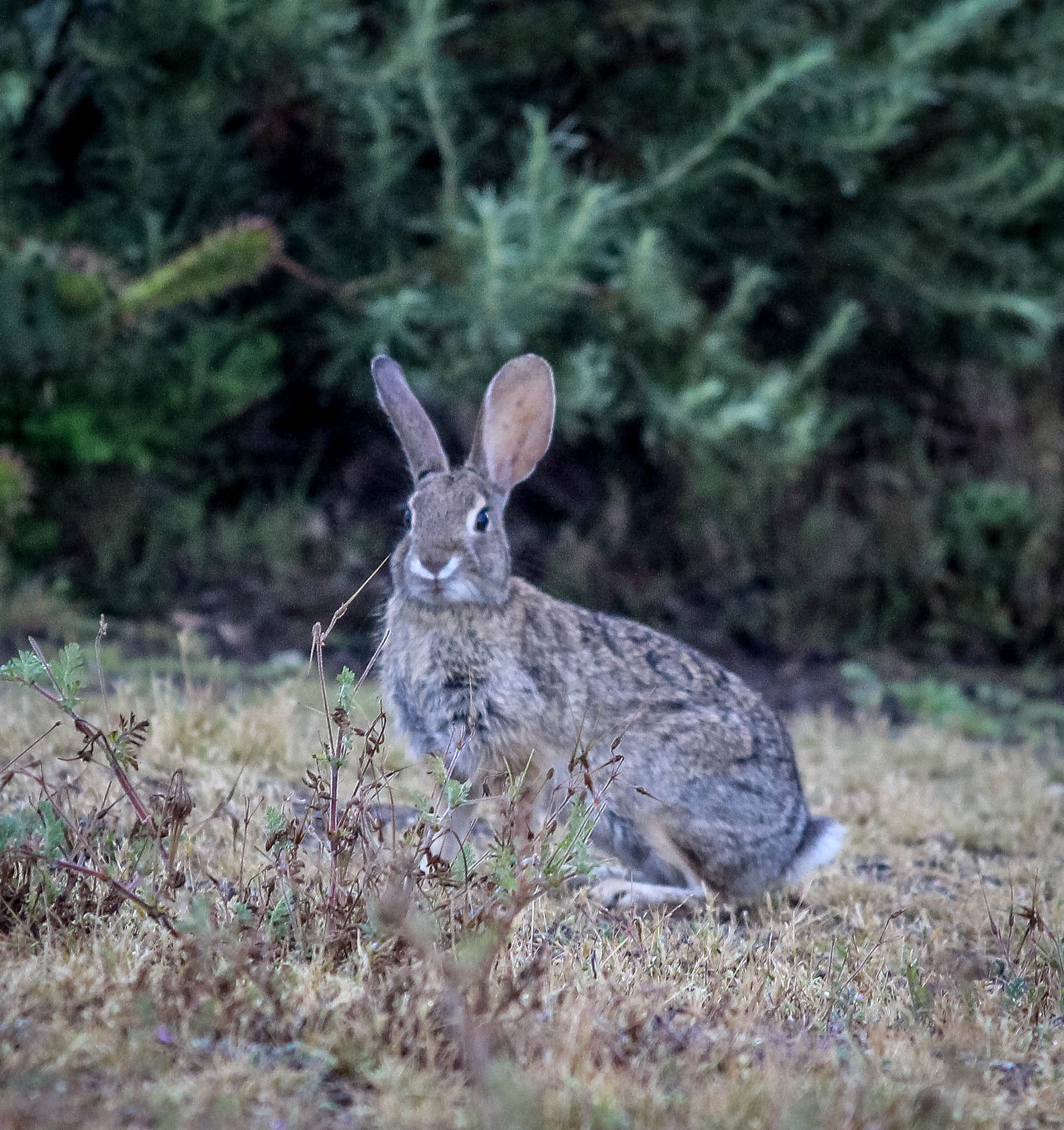 Canon EOS 100D (EOS Rebel SL1 / EOS Kiss X7) sample photo. Predator photography