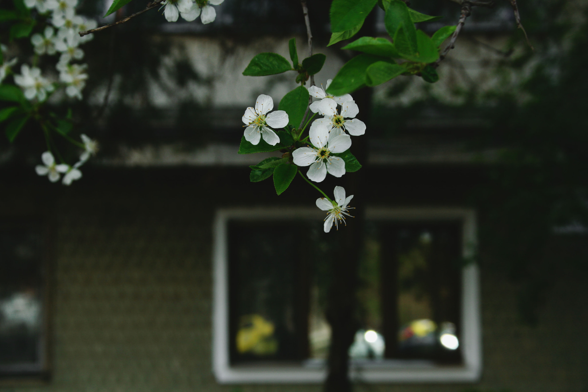 Canon EF-S 18-55mm F3.5-5.6 sample photo. Spring is here photography