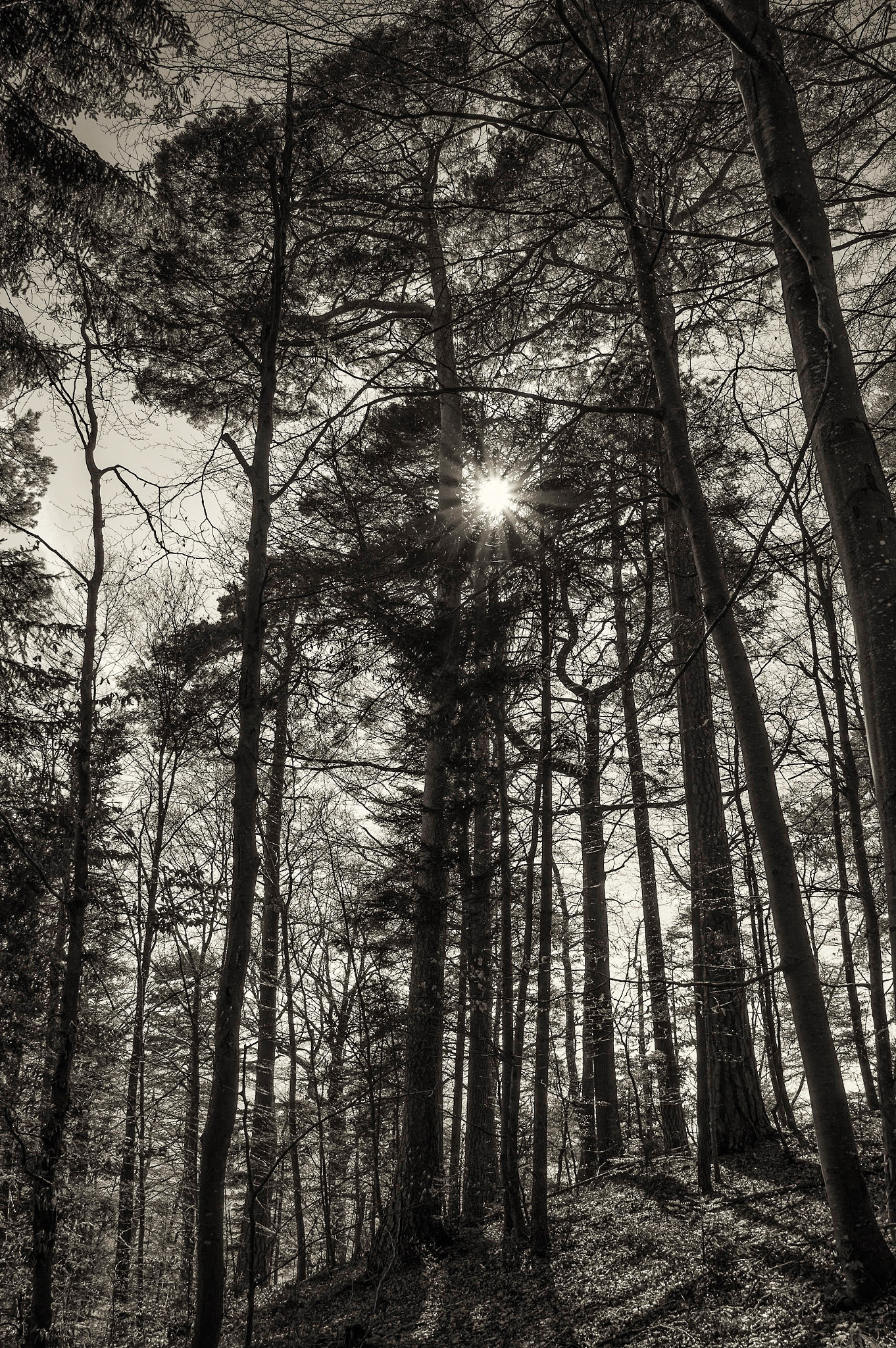 Pentax K-3 II sample photo. Rabenfluh photography