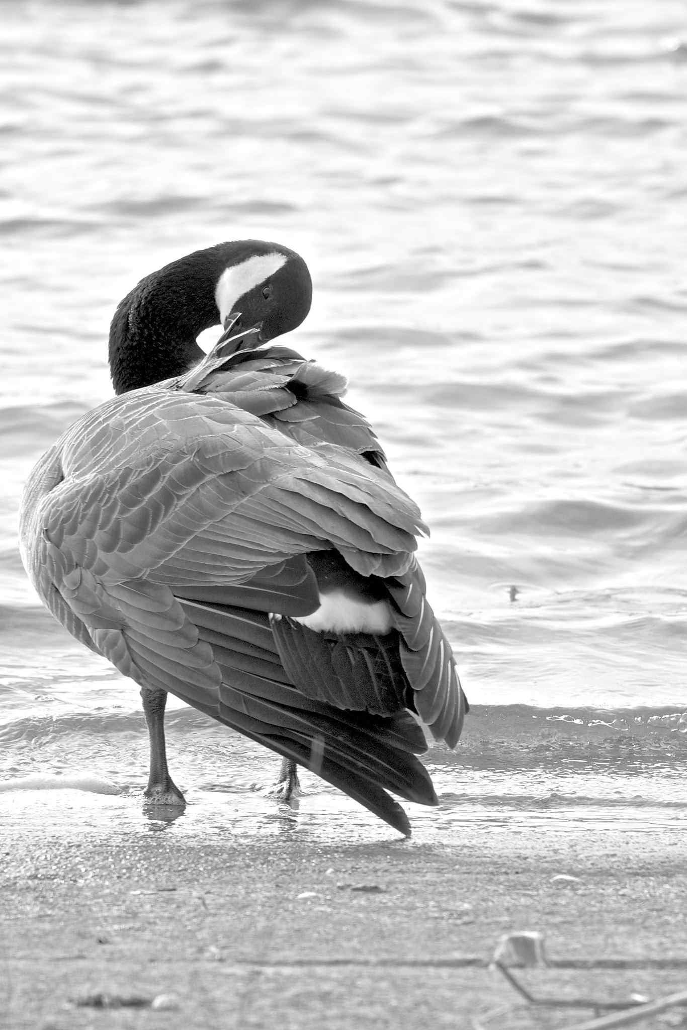 Sony 70-300mm F4.5-5.6 G SSM sample photo. Swan or goose? photography