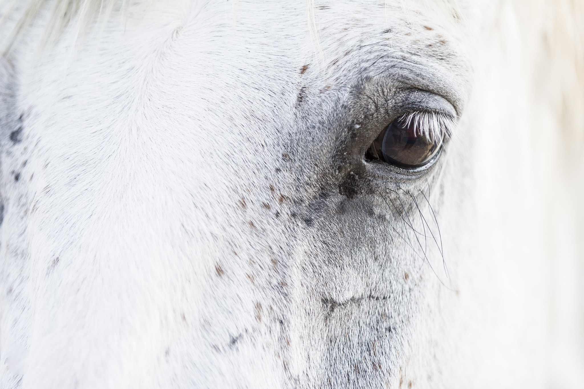 Canon EF 70-200mm F2.8L IS II USM sample photo. Horse eye photography