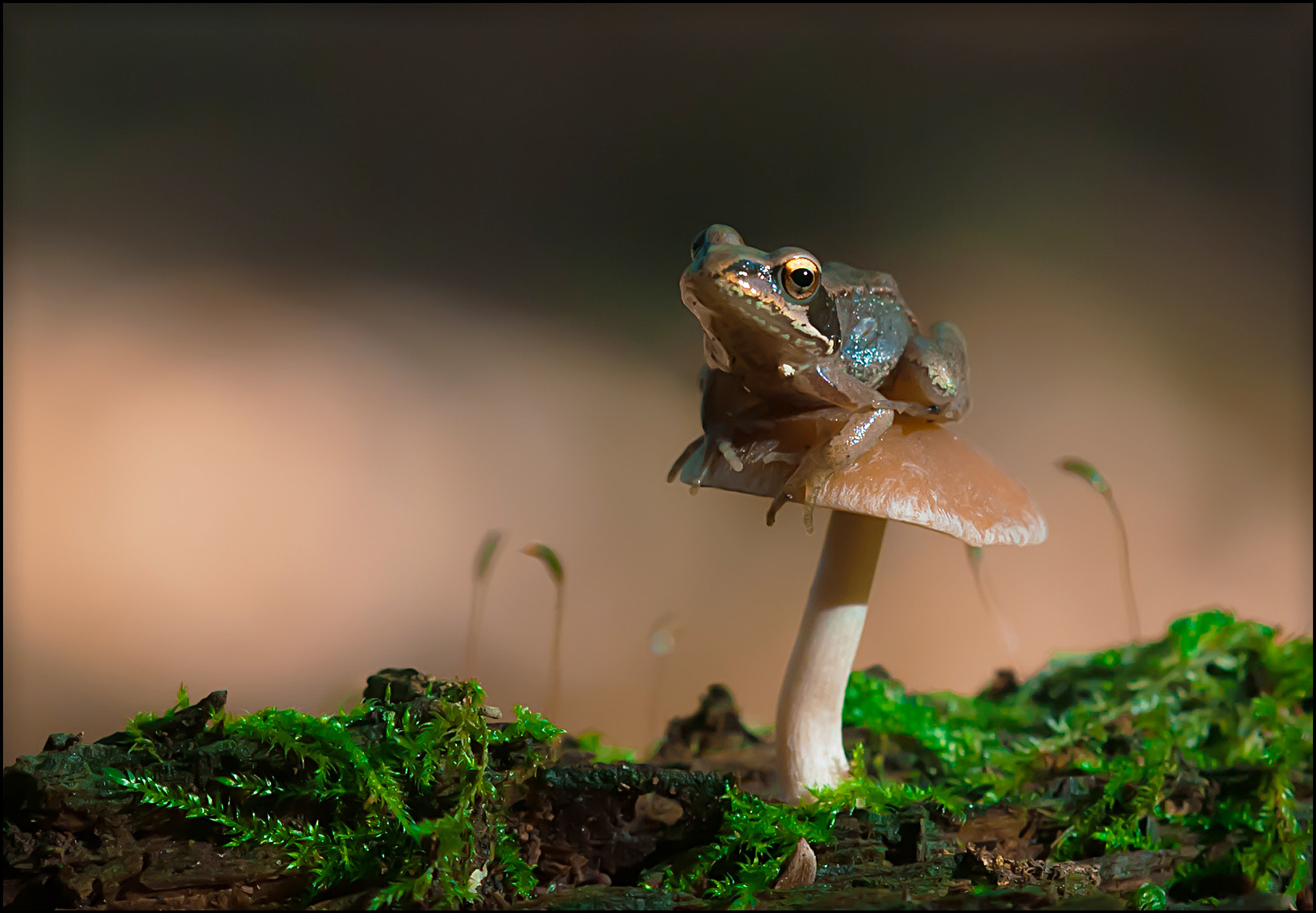 Sigma 50-150mm F2.8 EX APO DC OS HSM sample photo. Brown frog photography