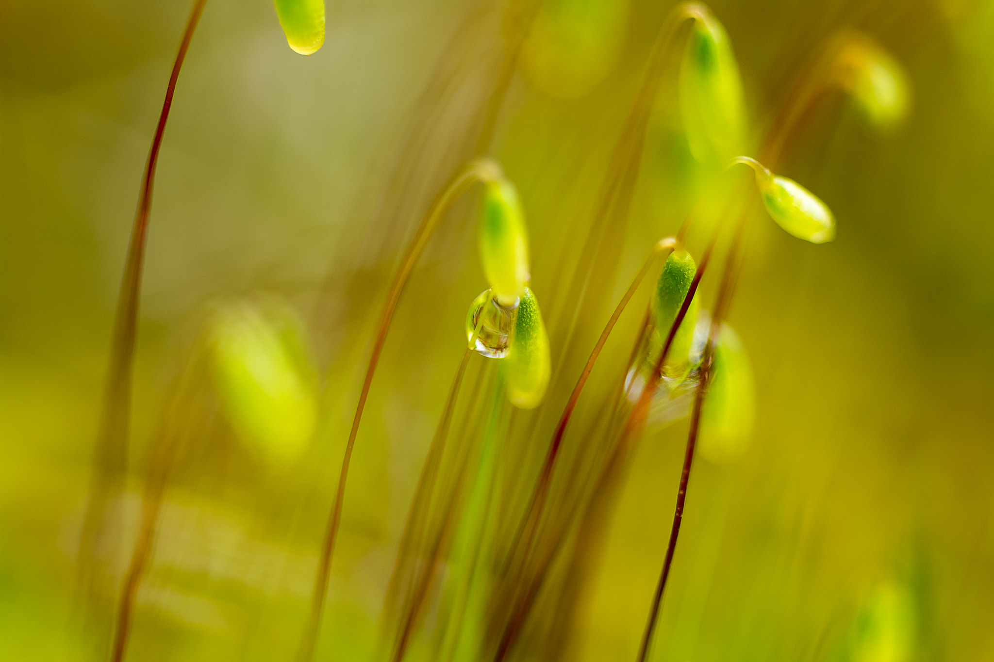 Nikon D5200 + Tamron SP AF 60mm F2 Di II LD IF Macro sample photo. Drops in the moss photography