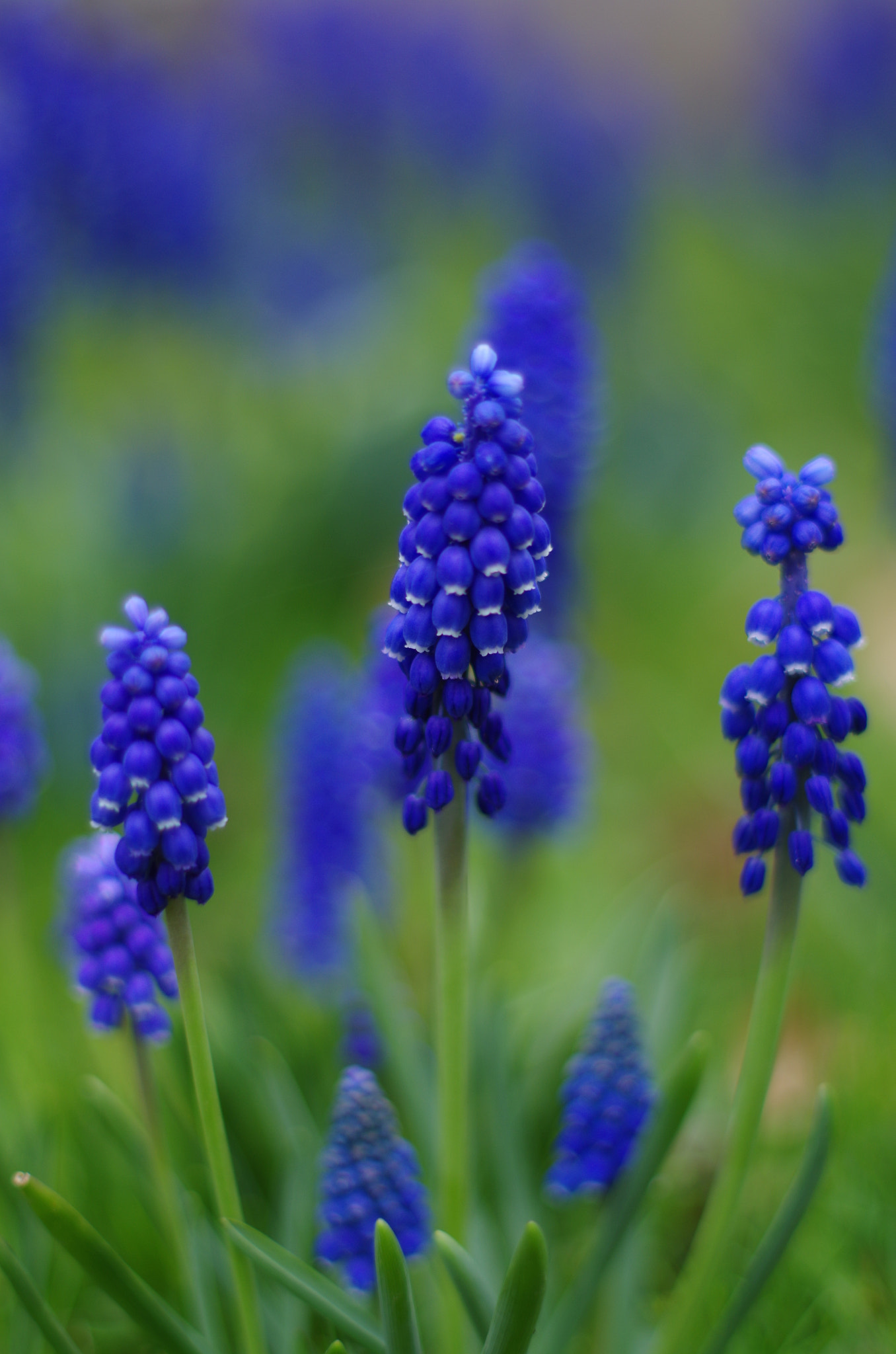 Pentax K-50 + Pentax smc FA 50mm F1.4 sample photo. Springtime photography