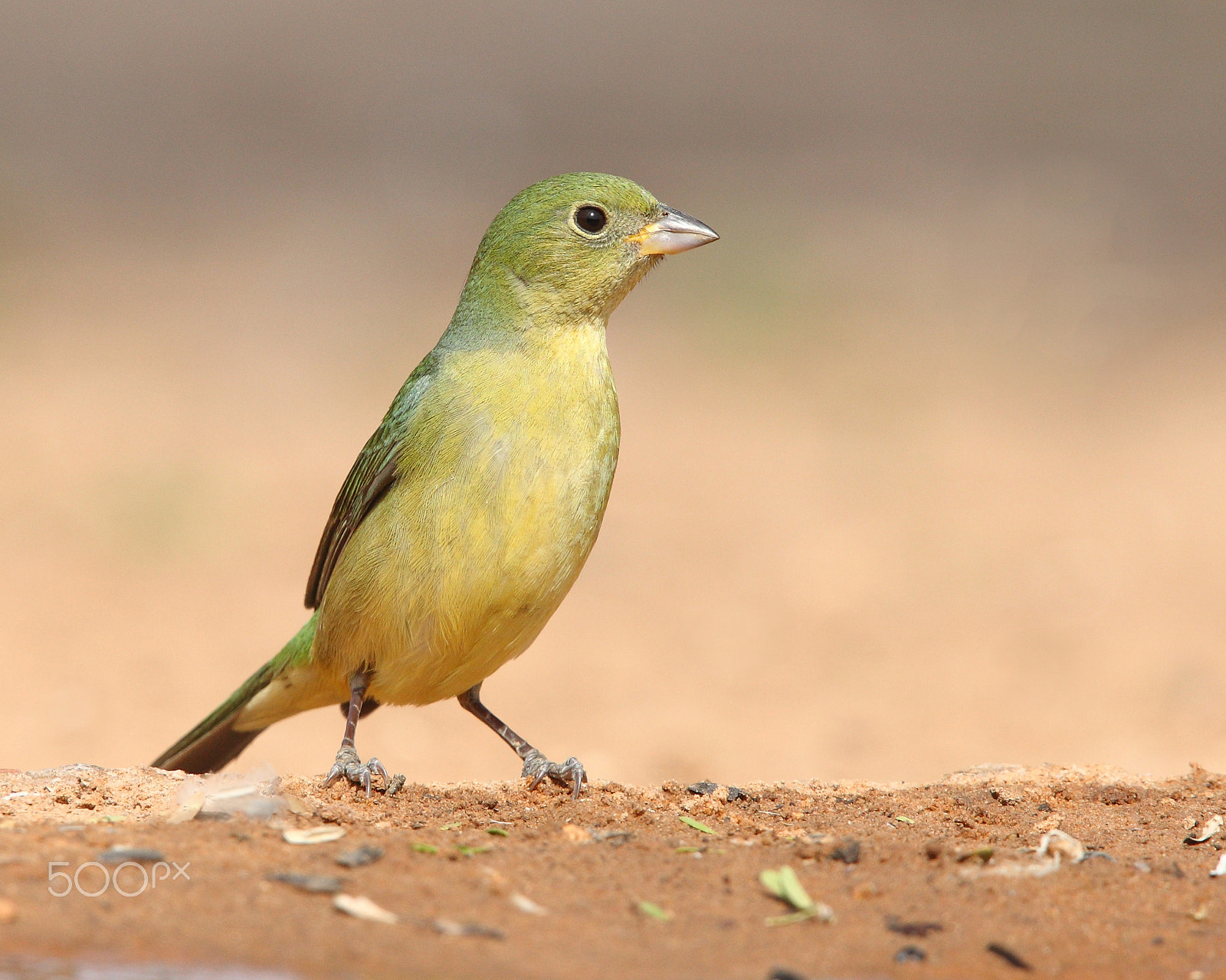 Canon EOS 5D Mark II + Canon EF 400mm F2.8L IS USM sample photo. Painted bunting photography