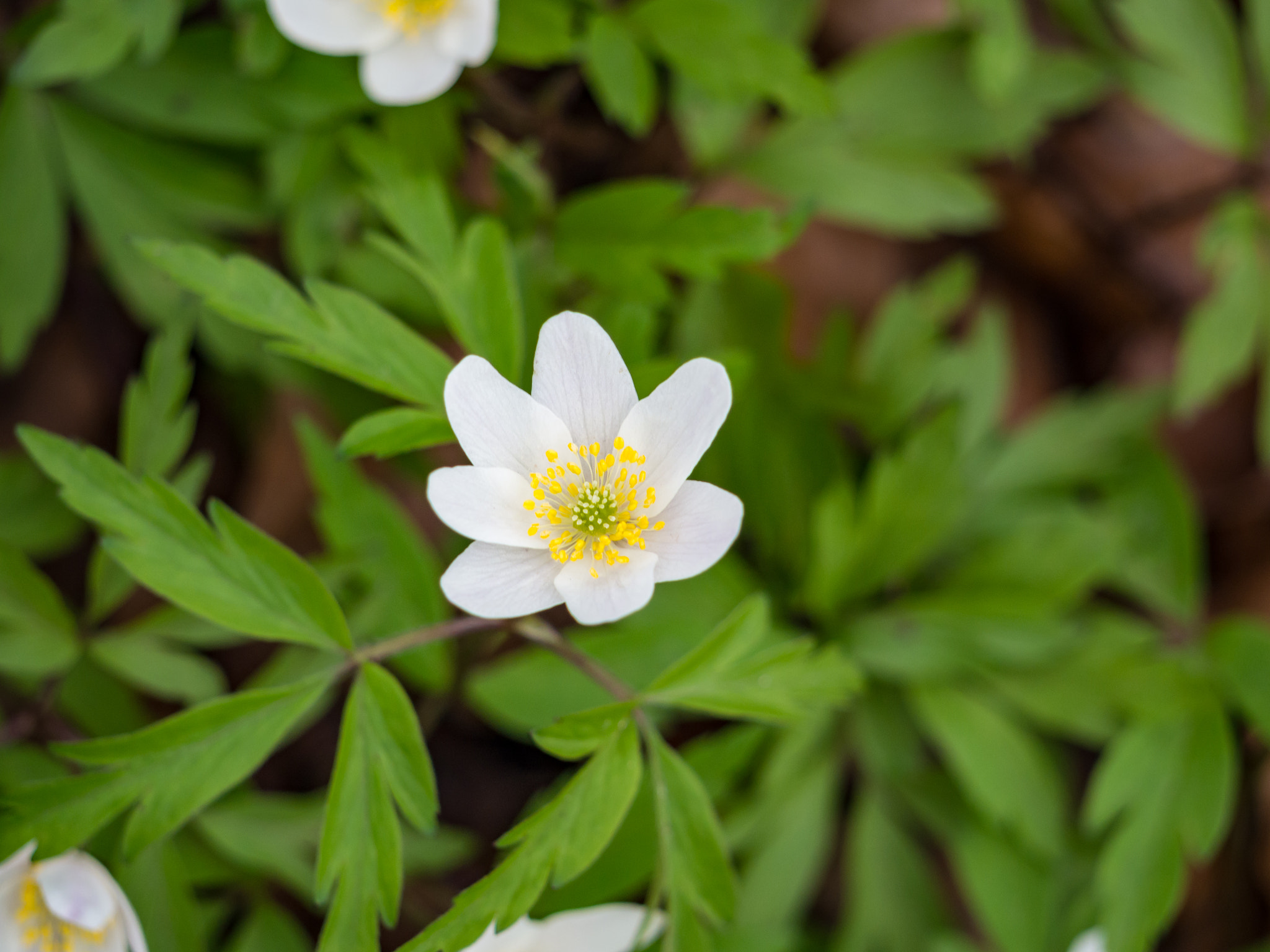 Olympus OM-D E-M10 sample photo. Wood anemone photography