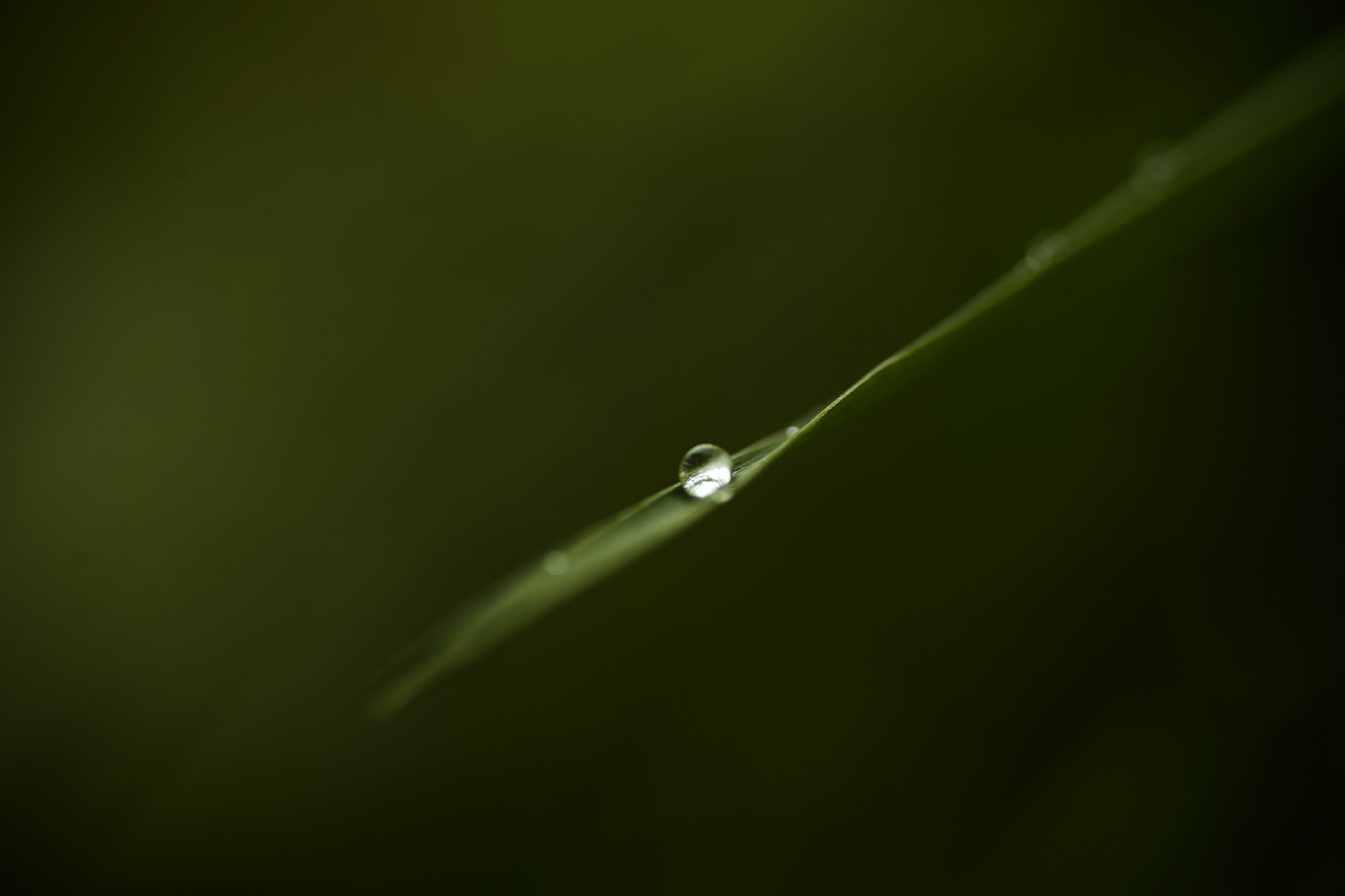 Nikon D800E sample photo. Galaxie elfique photography