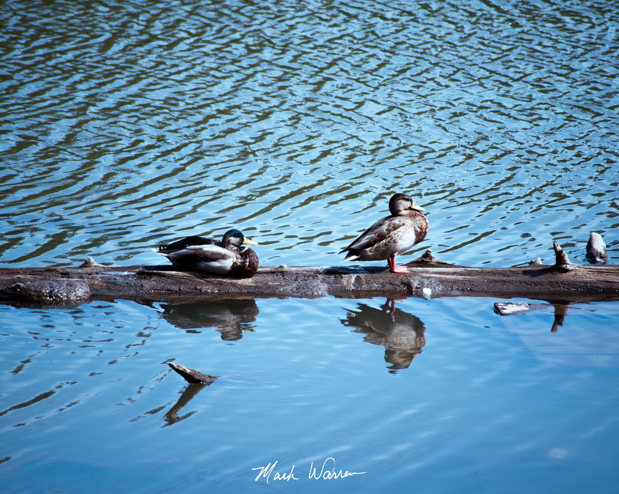 Nikon D3 sample photo. Duck duck photography