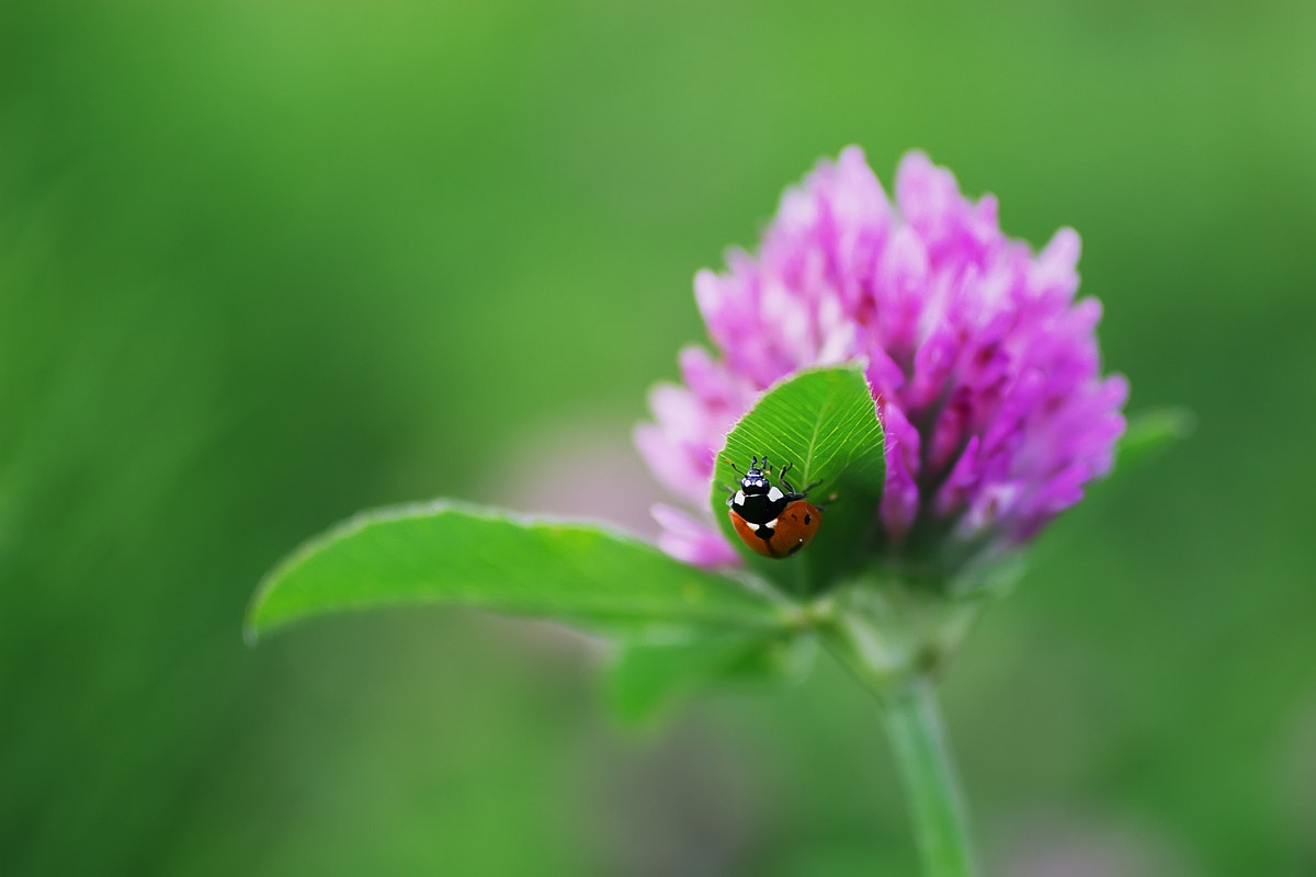 Canon EOS 600D (Rebel EOS T3i / EOS Kiss X5) + Canon EF 50mm F2.5 Macro sample photo. Ladybug photography