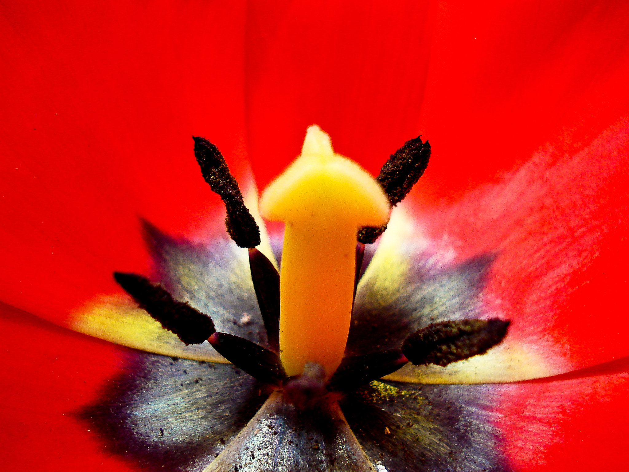 Sony DSC-W30 sample photo. Tulip photography