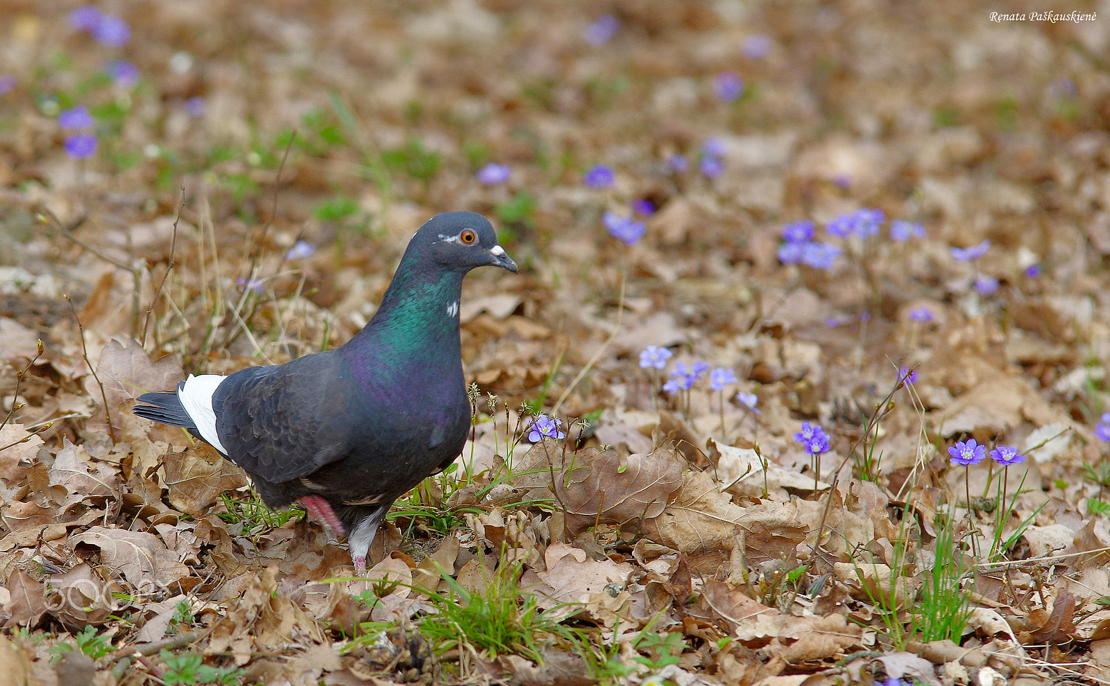 Pentax K-3 sample photo. Pigeon photography