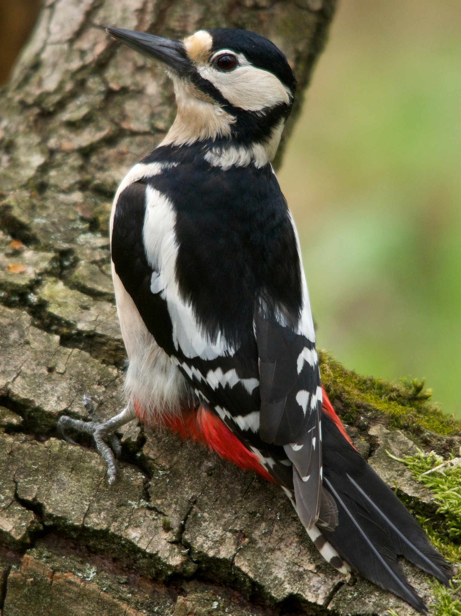 Sigma 150-500mm F5-6.3 DG OS HSM sample photo. Picchio photography