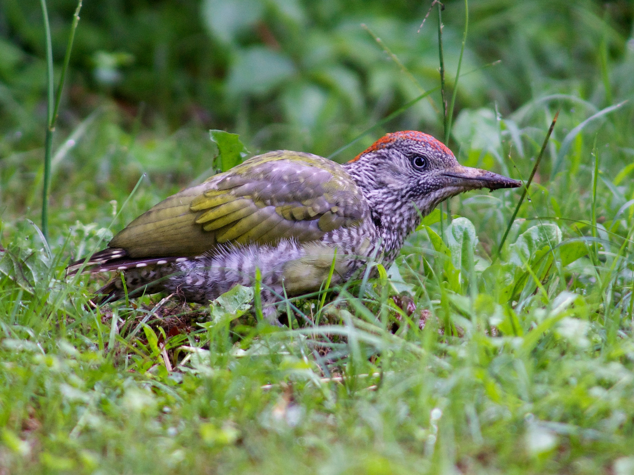 Minolta AF 300mm F2.8 APO sample photo. Verde photography