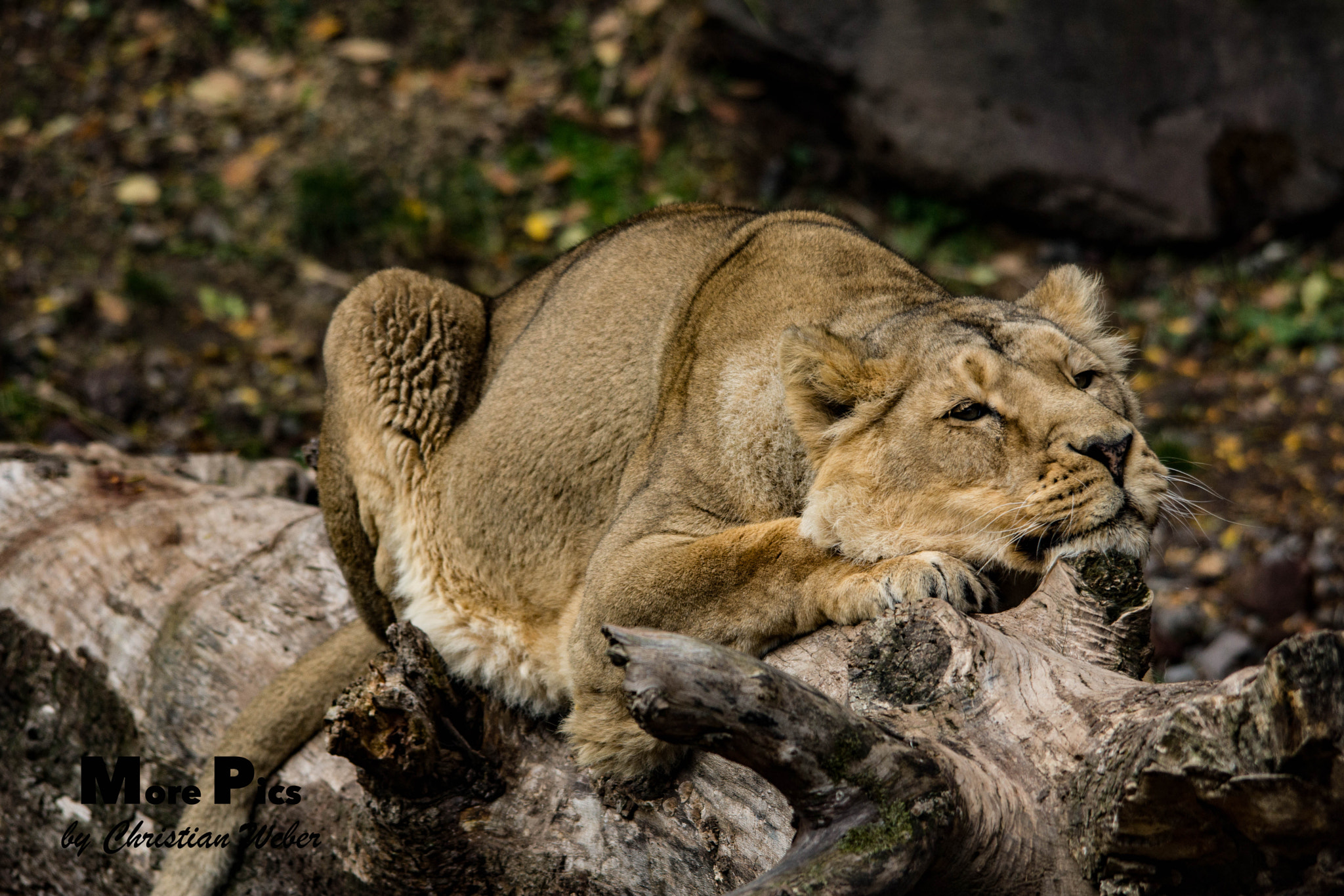 Sigma 150-500mm F5-6.3 DG OS HSM sample photo. Relax photography