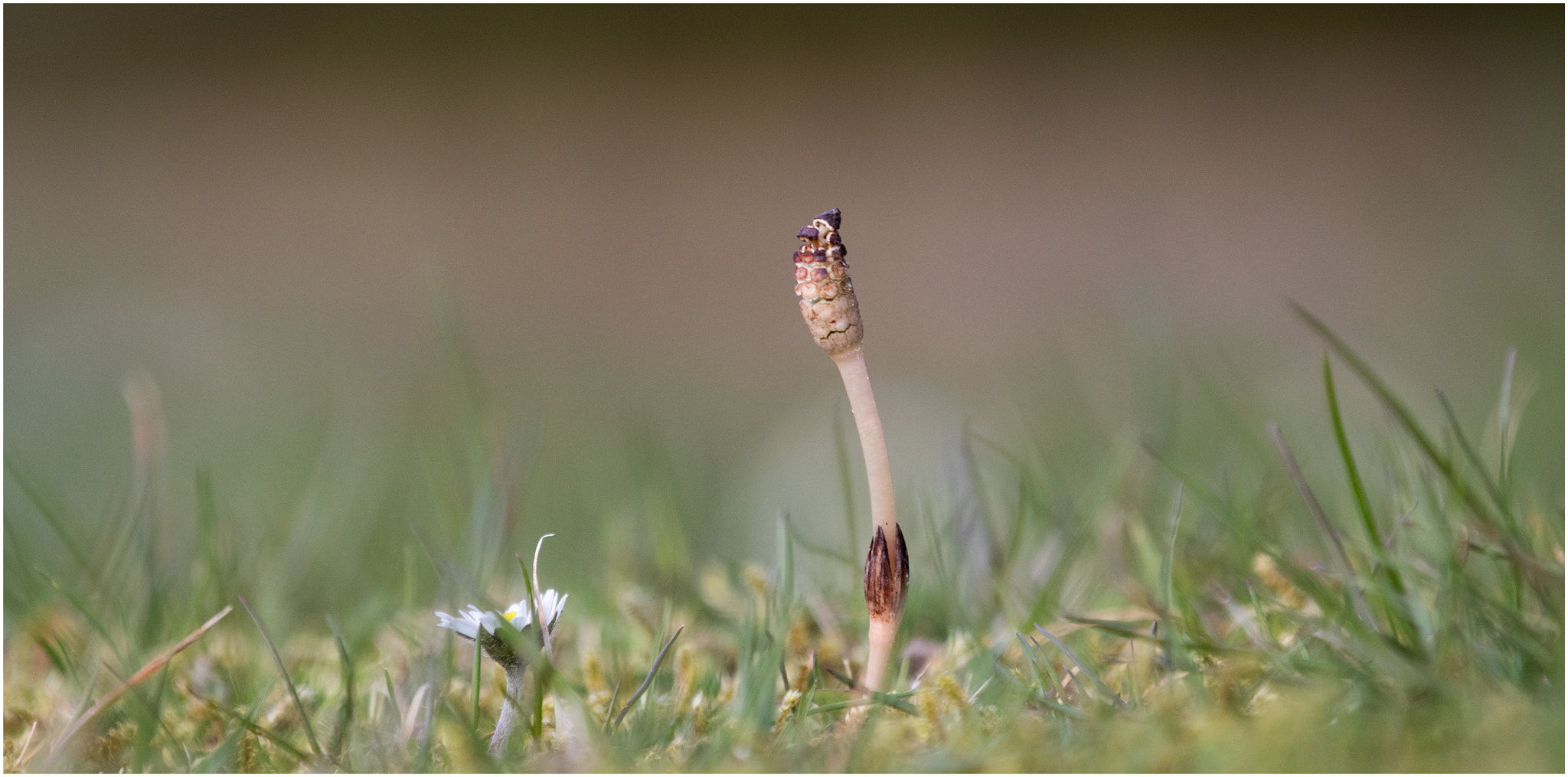Canon EF 70-200mm F2.8L IS II USM sample photo. Whatever... photography