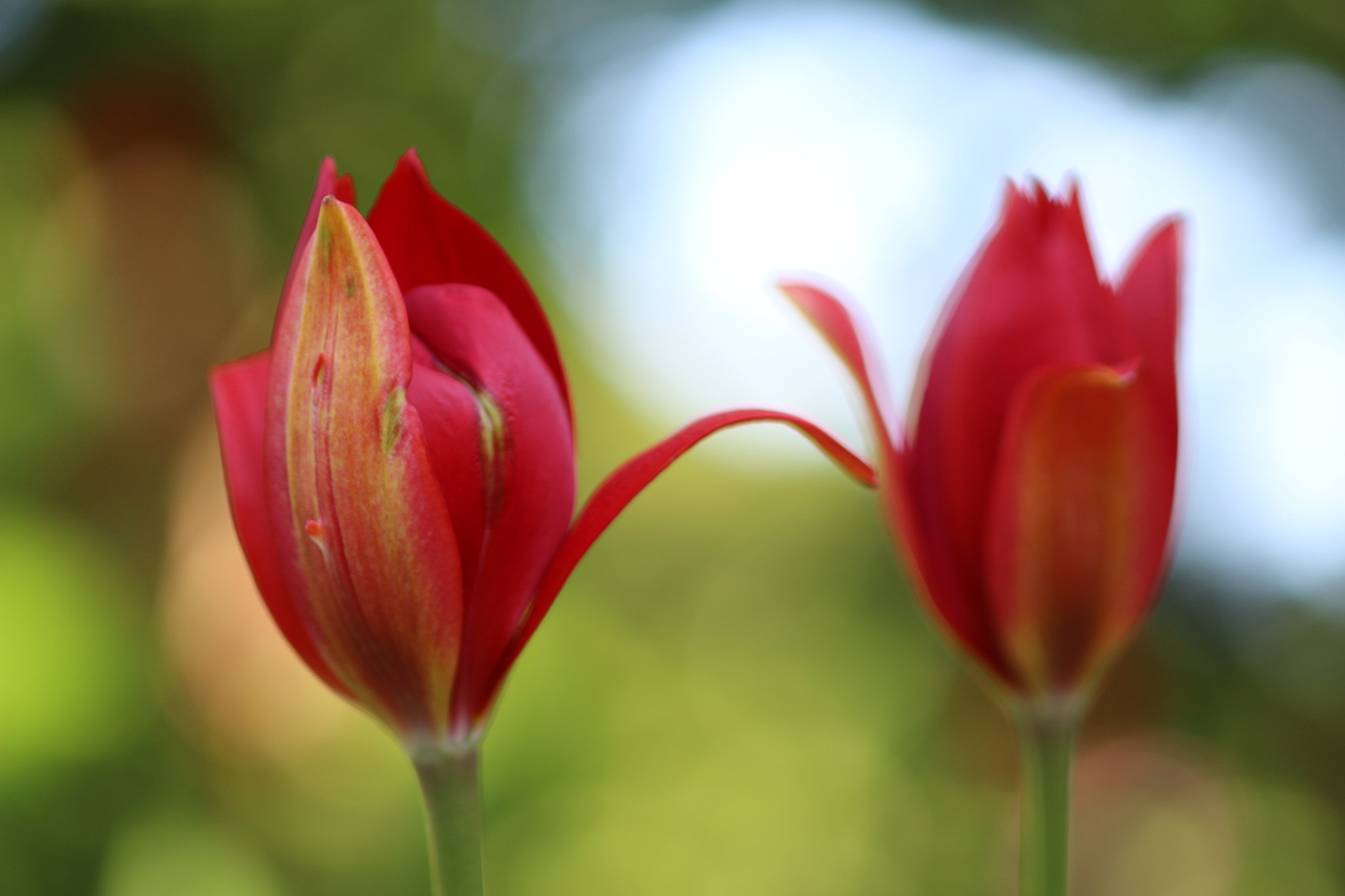 Canon EOS 700D (EOS Rebel T5i / EOS Kiss X7i) + Canon EF 100mm F2.8 Macro USM sample photo. Twin tulips photography