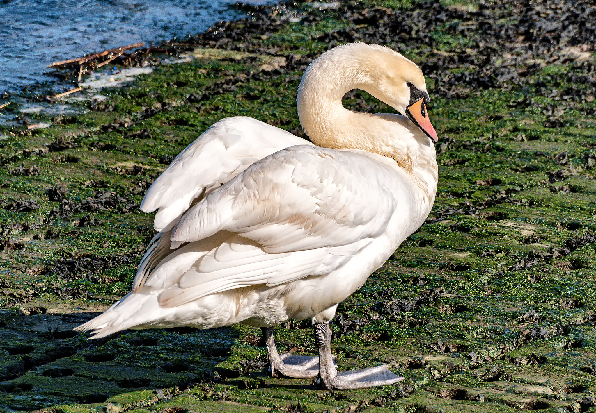 Pentax K-S1 + Sigma sample photo. Mute swan photography