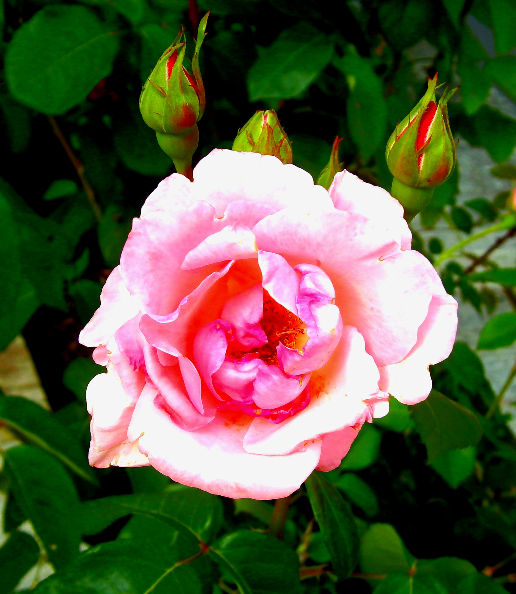 Olympus VG130,D710 sample photo. Rose photography