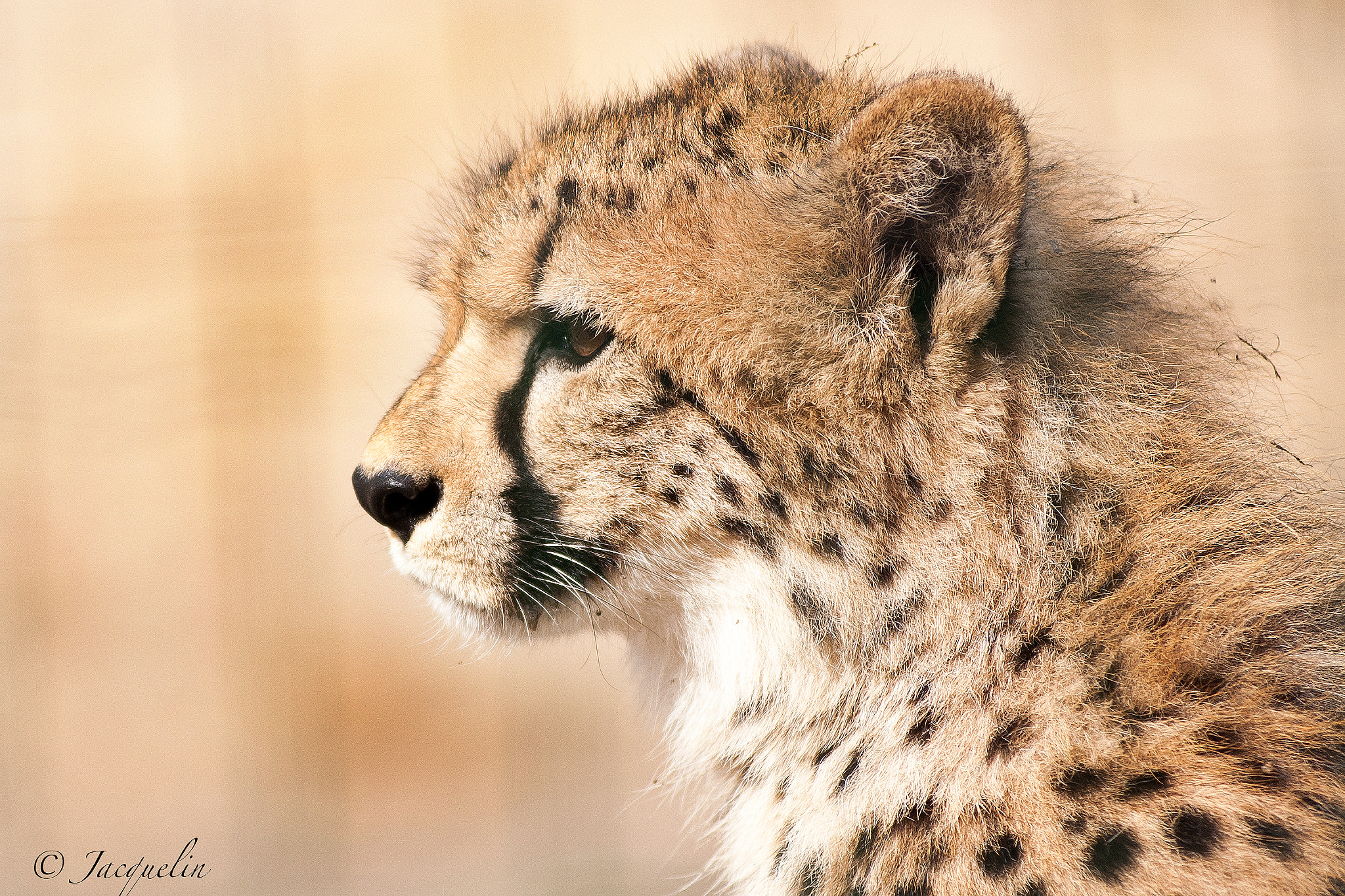 AF Zoom-Nikkor 80-200mm f/2.8 ED sample photo. Nice !! photography