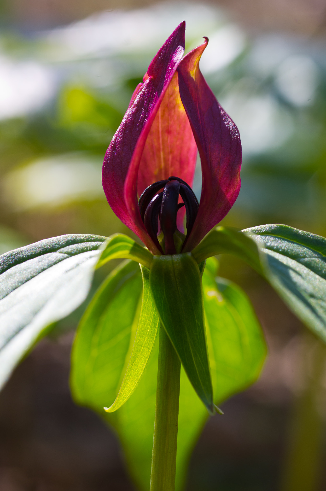 Pentax smc D-FA 50mm F2.8 Macro sample photo. Nature's flame photography